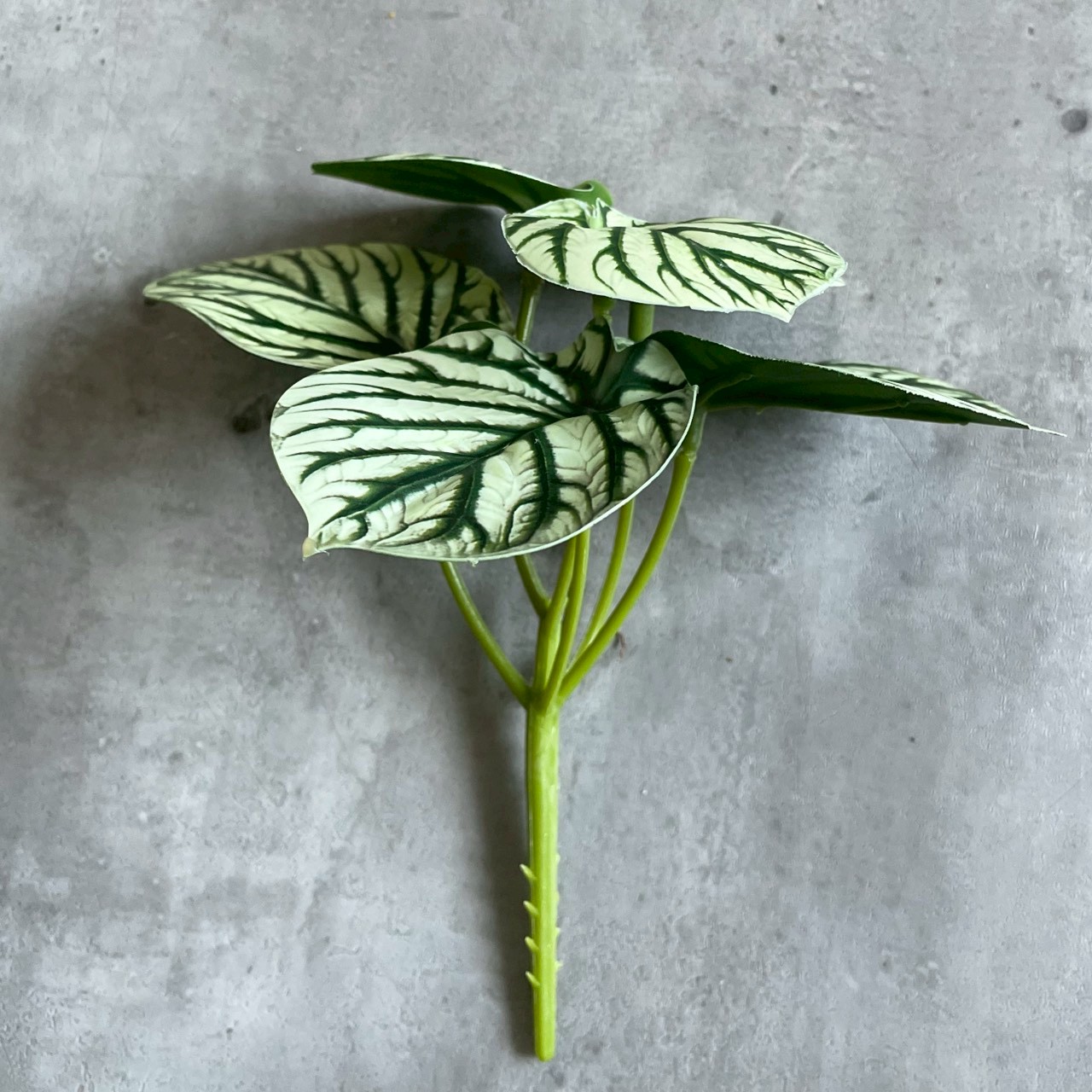 みにぷちグリーン(ゼブラなペペロミア)