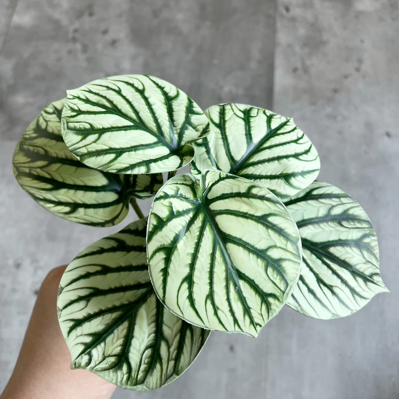 みにぷちグリーン(ゼブラなペペロミア) |おしゃれなフェイクグリーン