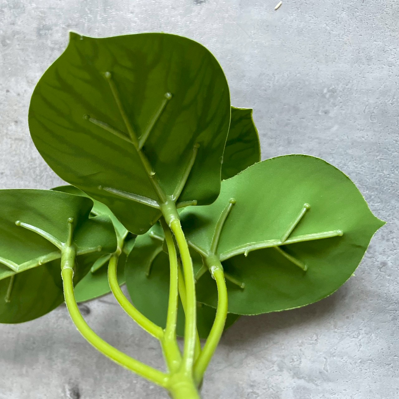 みにぷちグリーン(ゼブラなペペロミア)