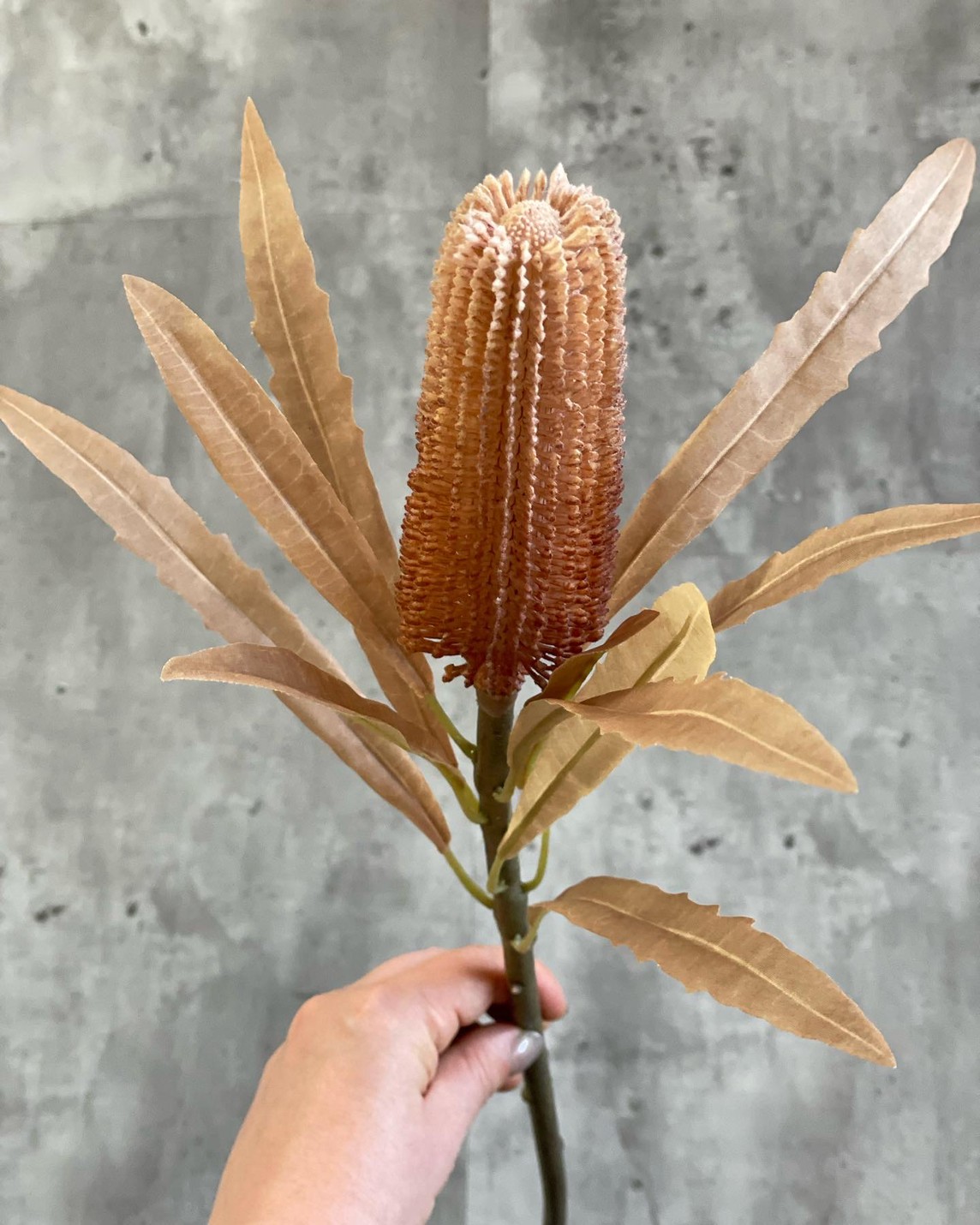 ٤äХ󥯥ʥ饤ȥ֥饦