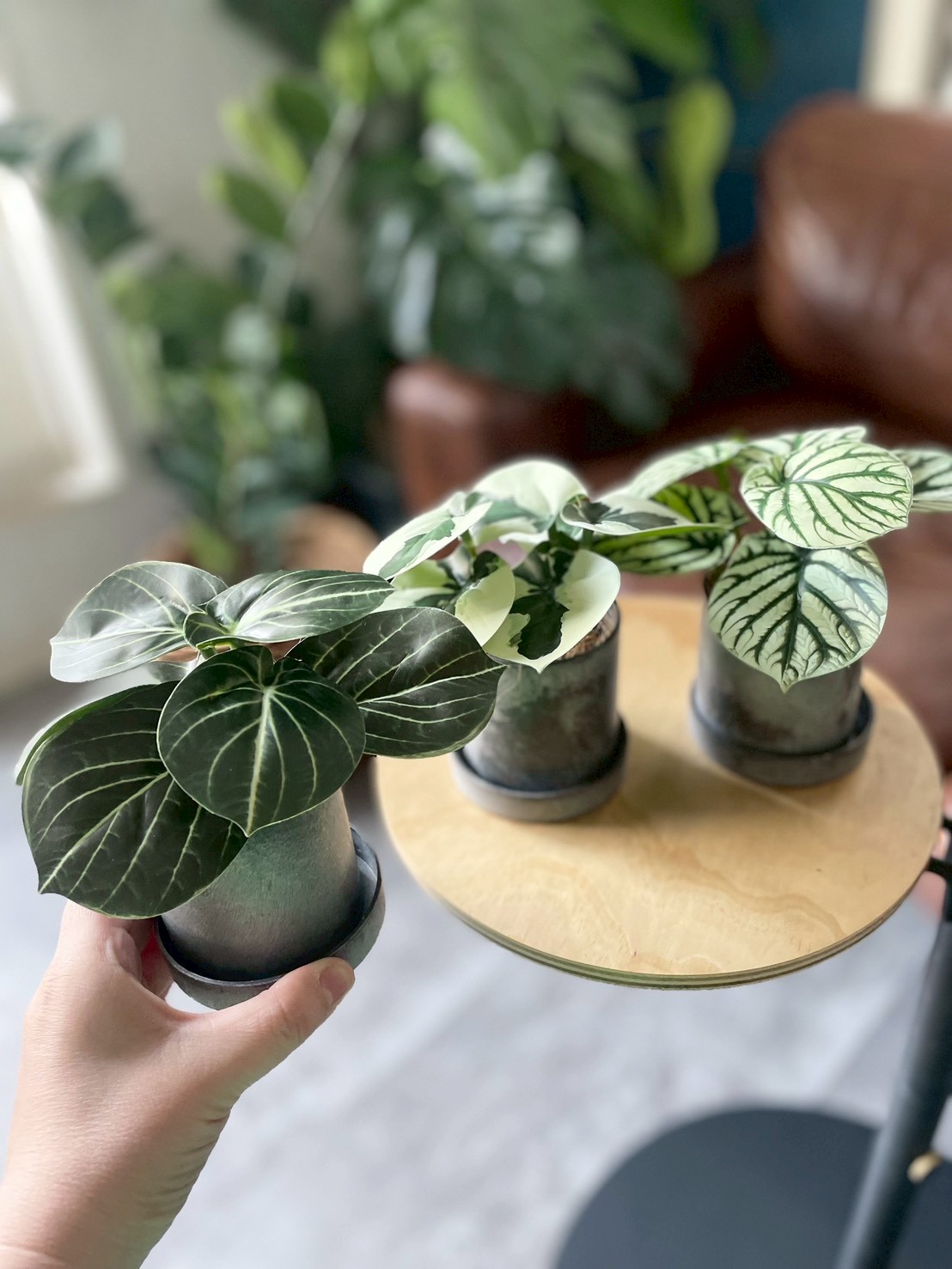 みにぷちグリーン(バイカラーなペベロミア) |おしゃれなフェイク