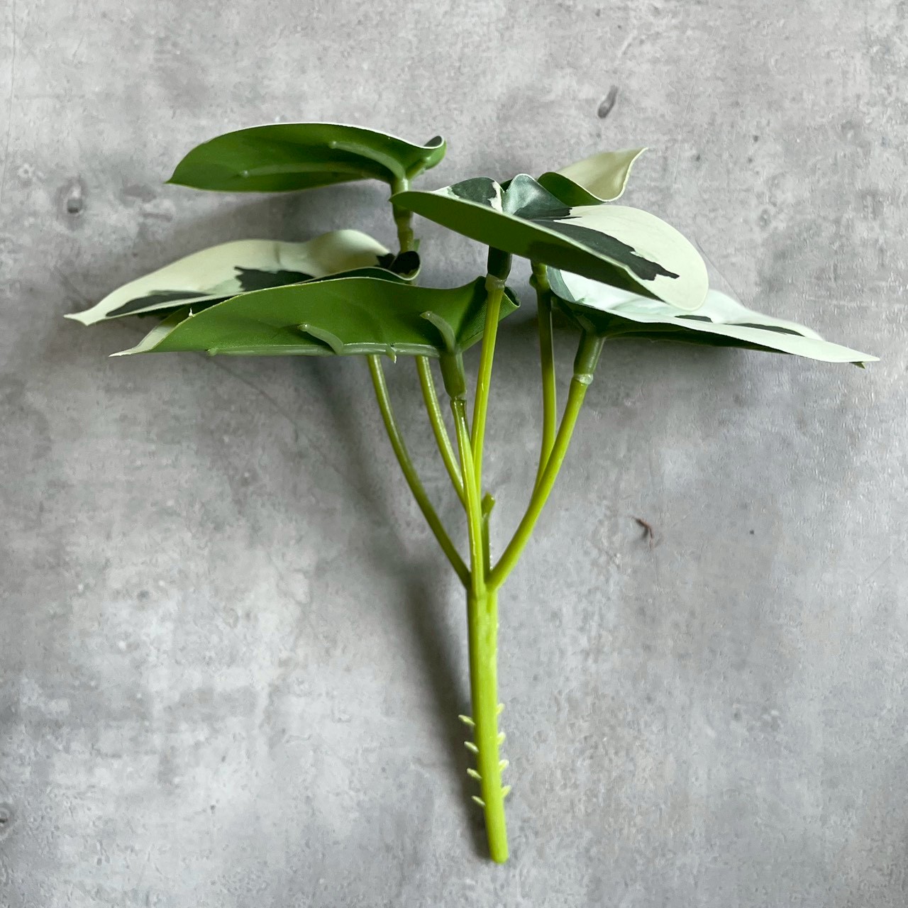 みにぷちグリーン(バイカラーなペベロミア)