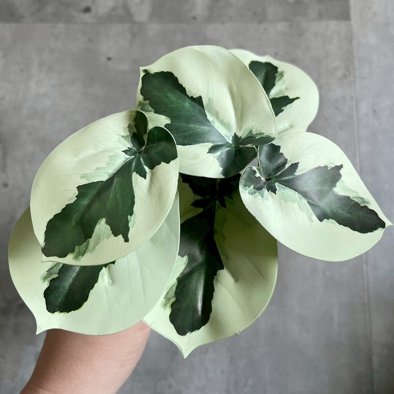 みにぷちグリーン(バイカラーなペベロミア)