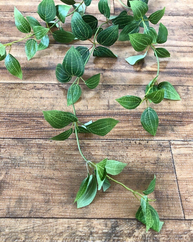 フリーダムリーフ