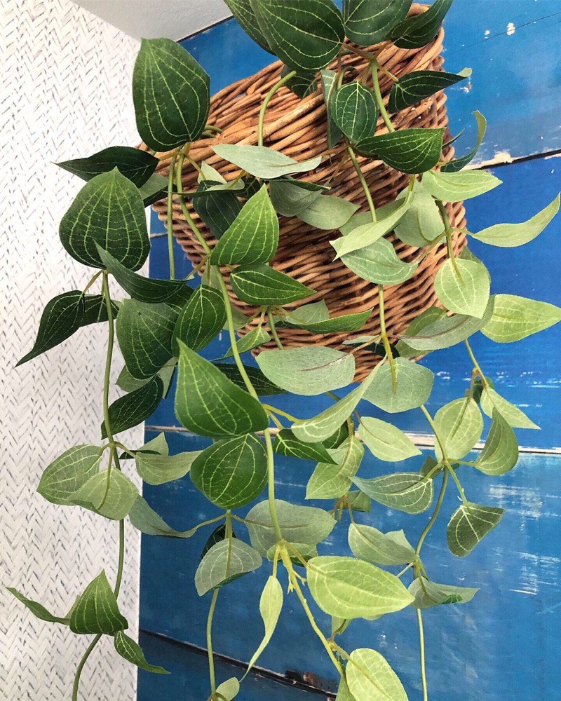 フリーダムリーフ