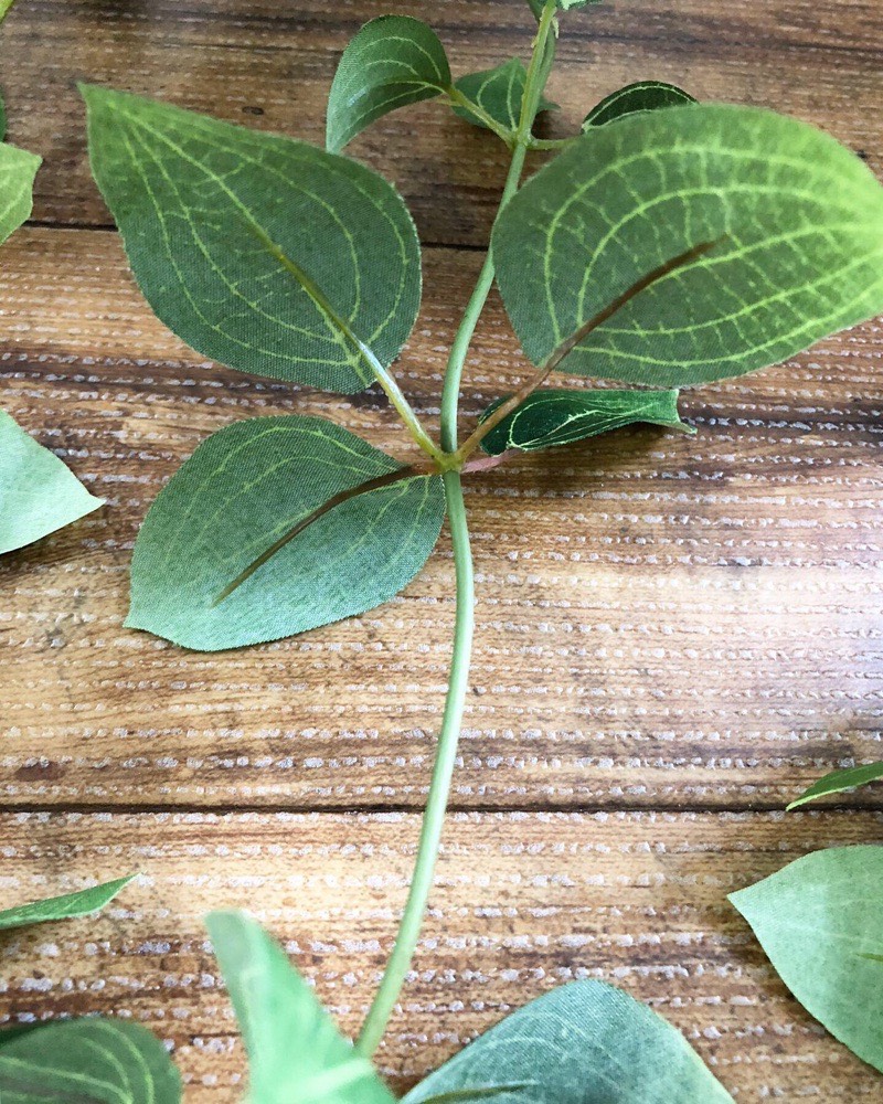 フリーダムリーフ