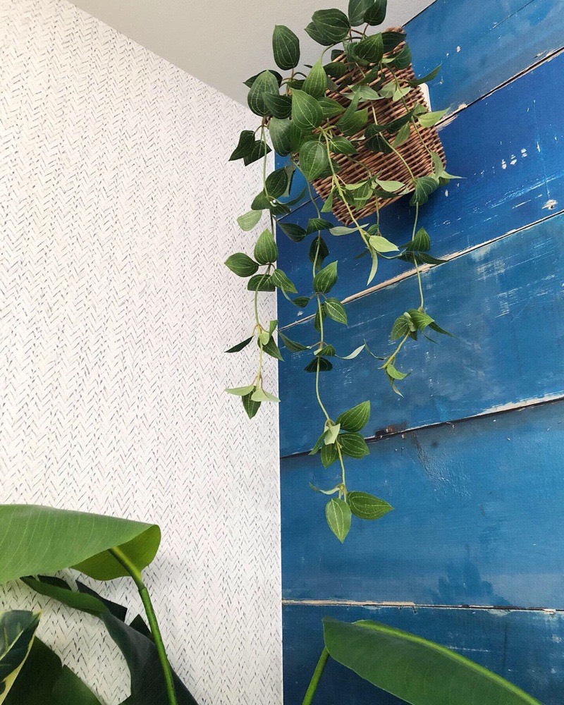 フリーダムリーフ