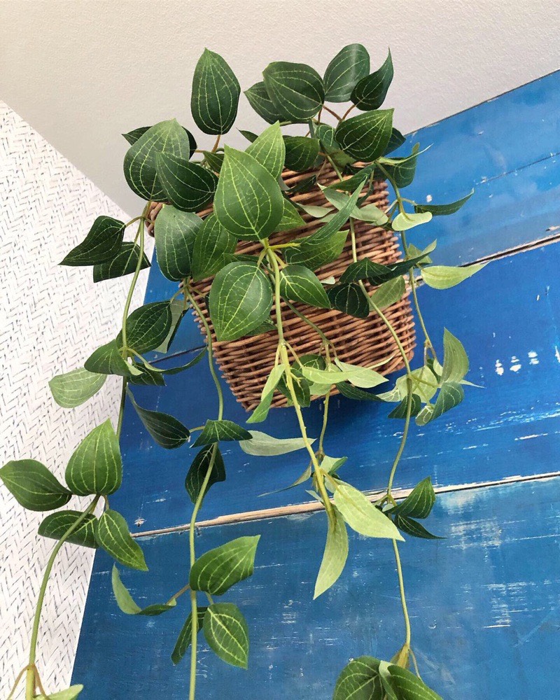 フリーダムリーフ