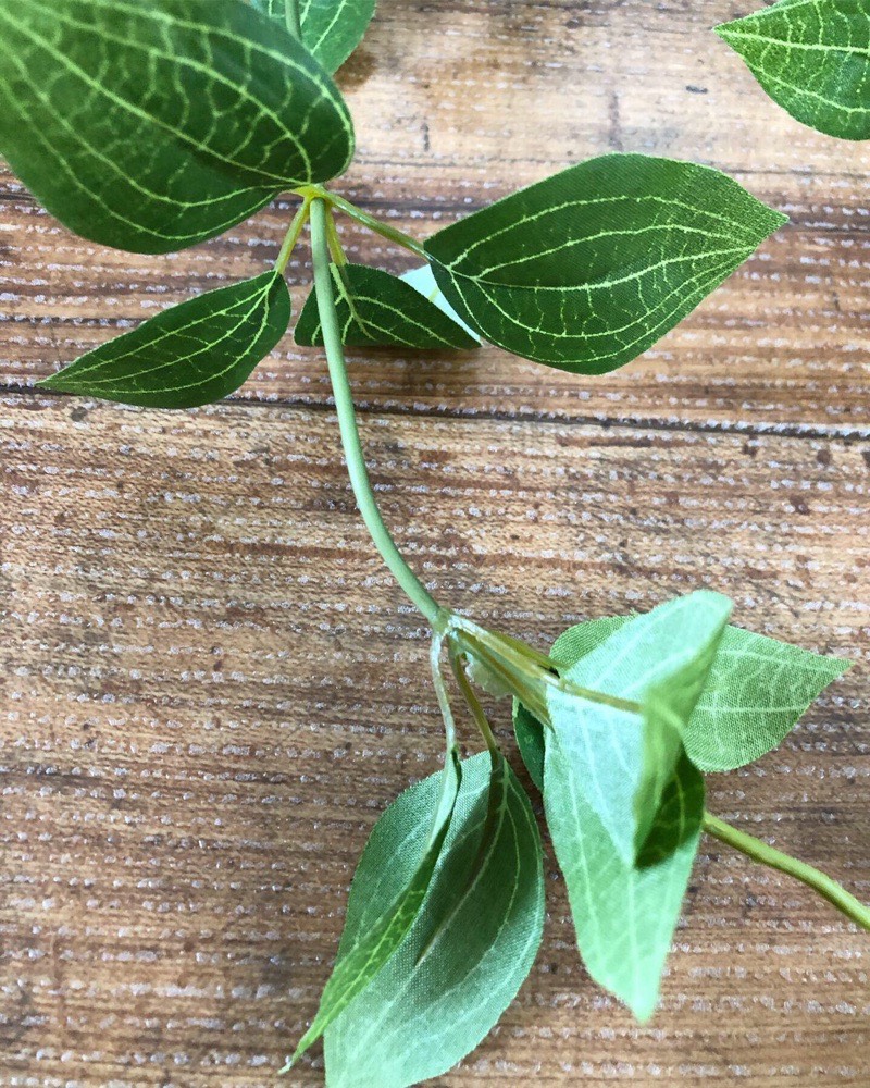 フリーダムリーフ