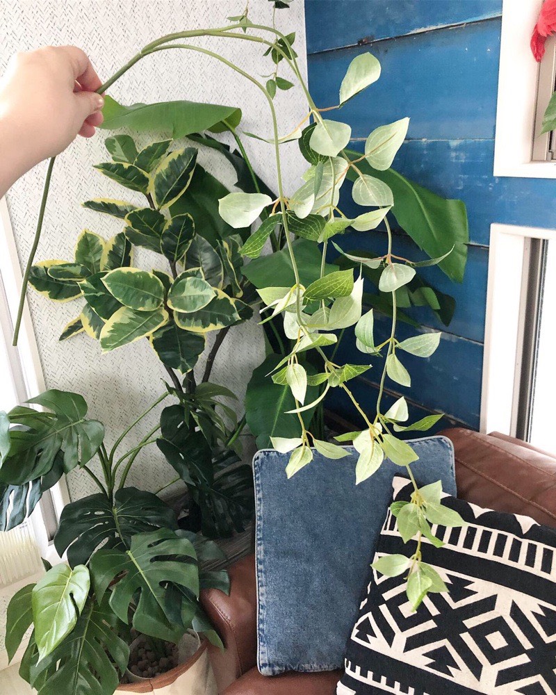 フリーダムリーフ