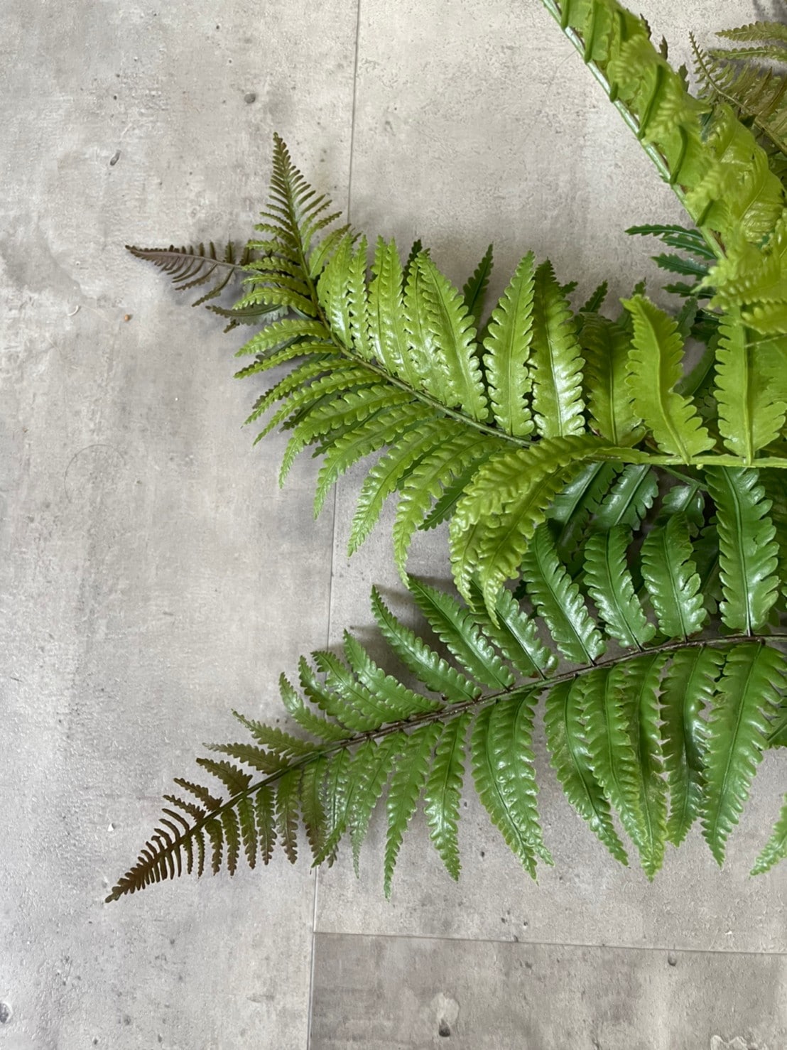 もりもりシダシダ