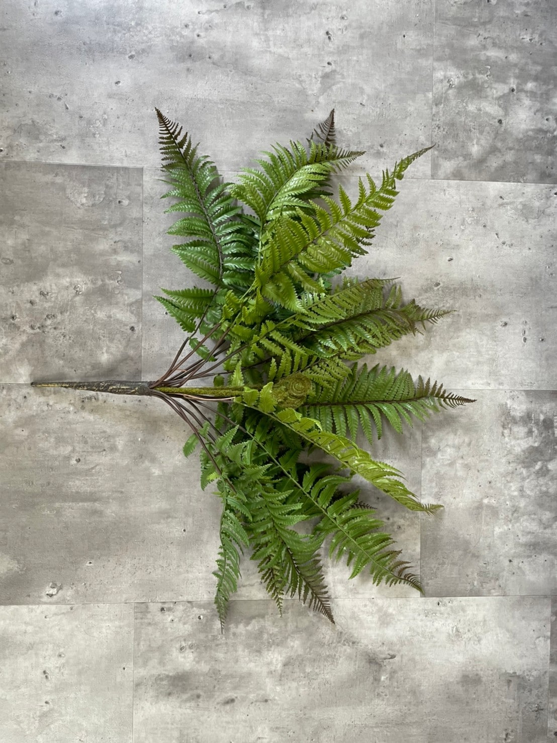 もりもりシダシダ