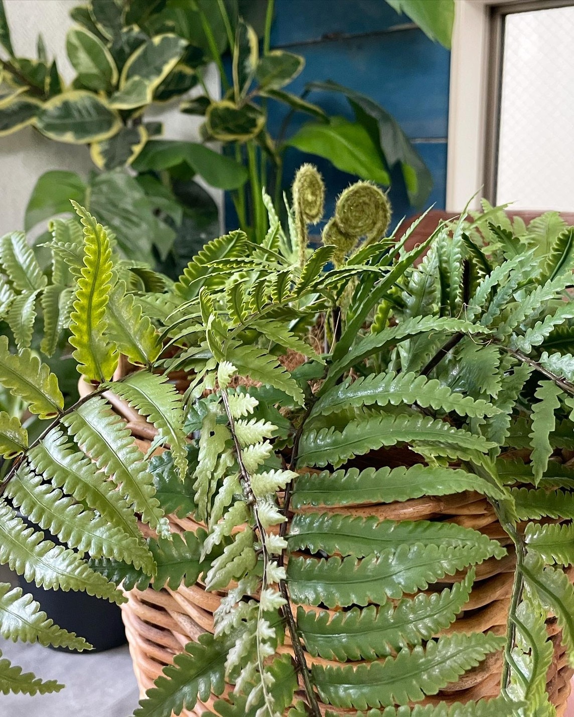 もりもりシダシダ