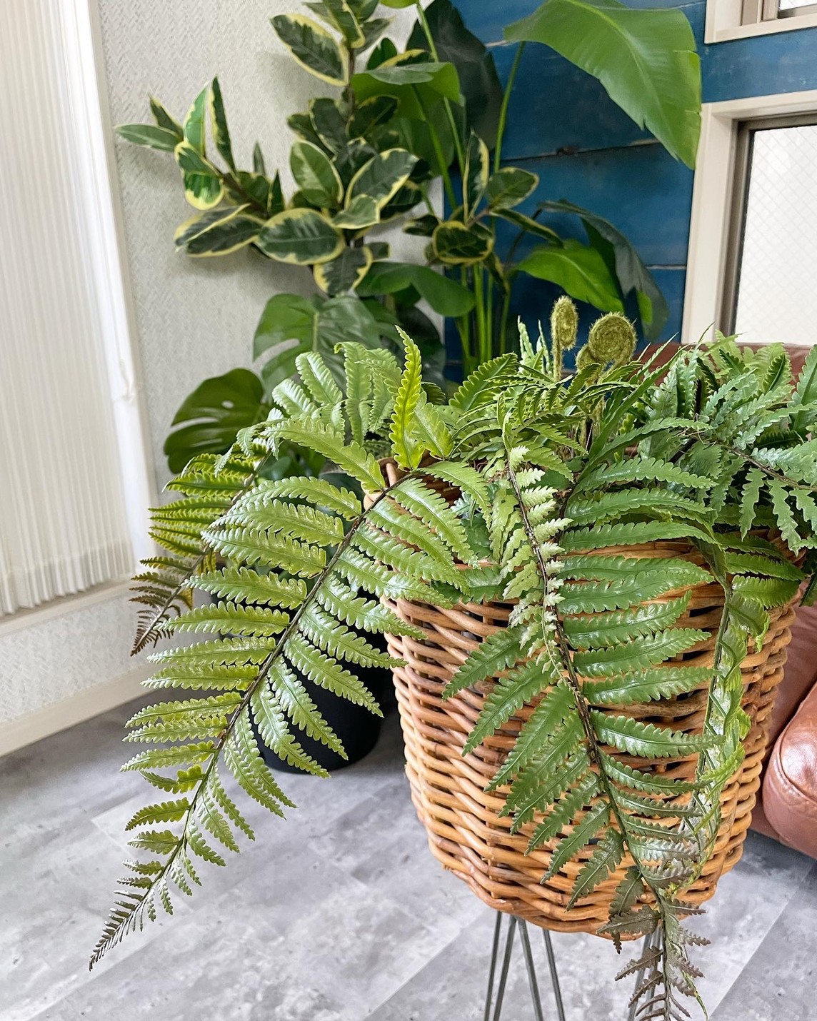 もりもりシダシダ