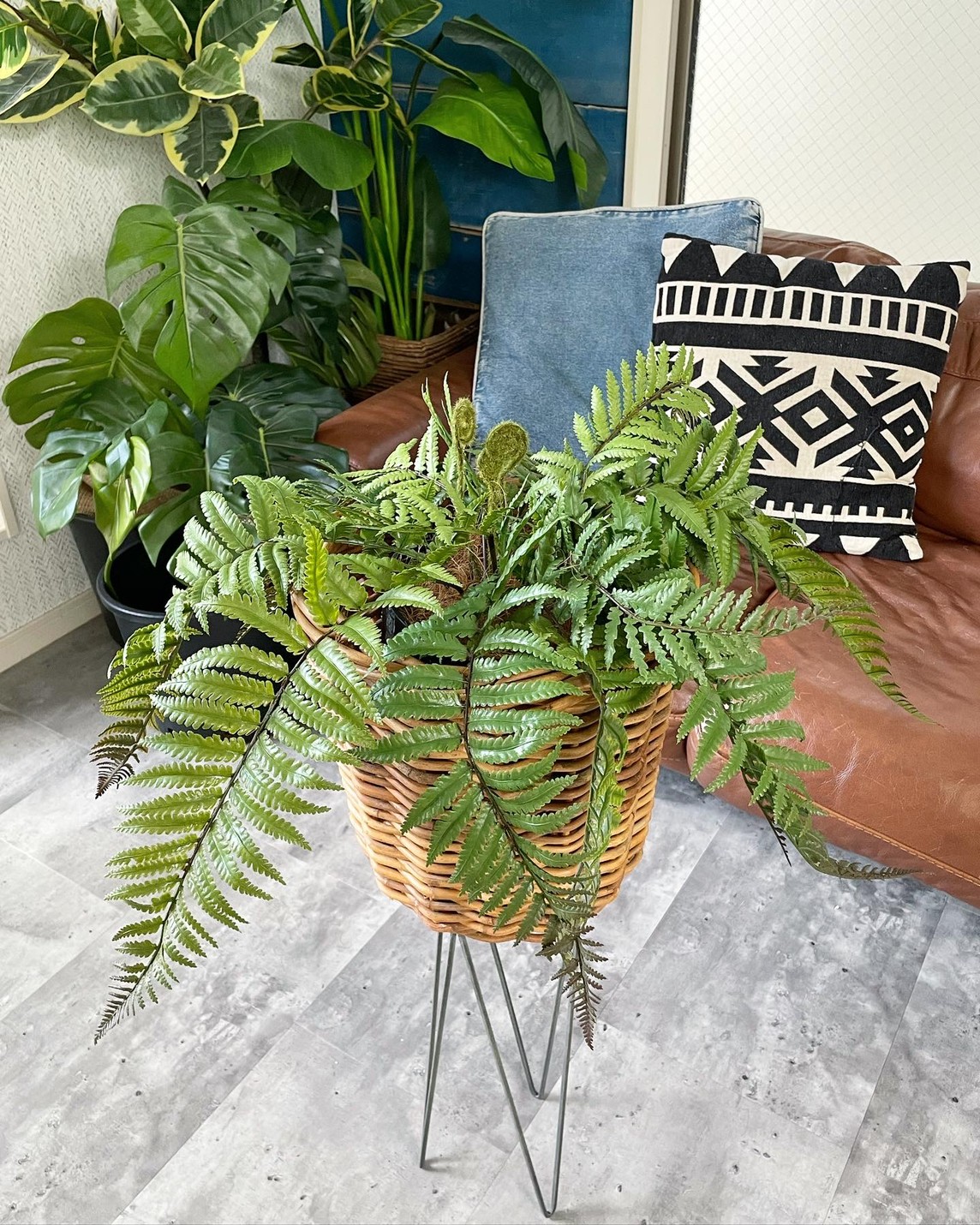 もりもりシダシダ