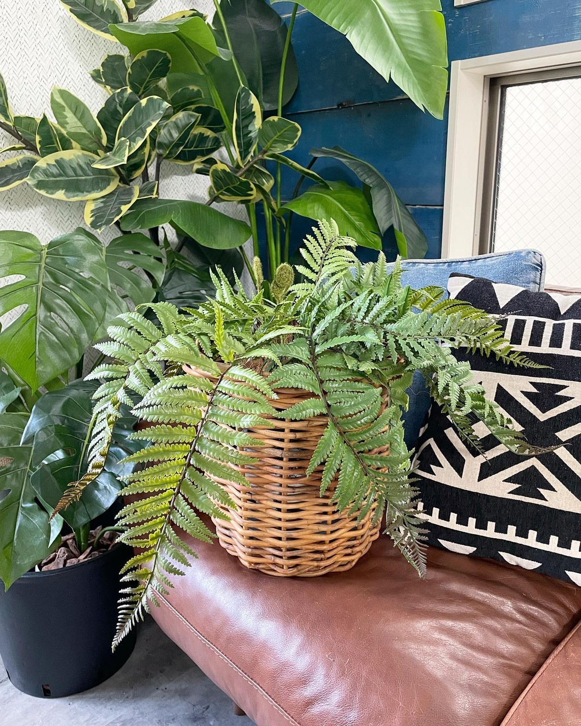 もりもりシダシダ