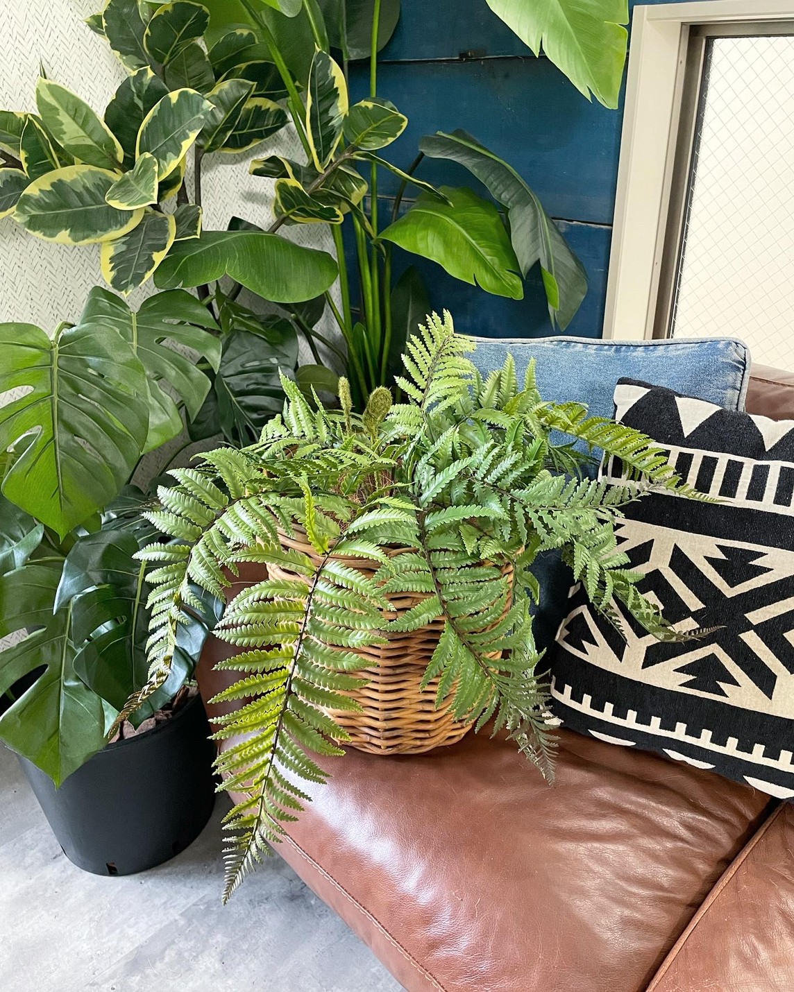 もりもりシダシダ