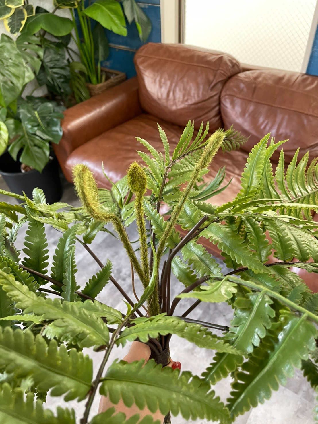 もりもりシダシダ