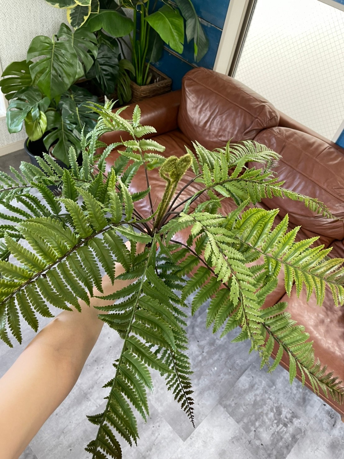 もりもりシダシダ