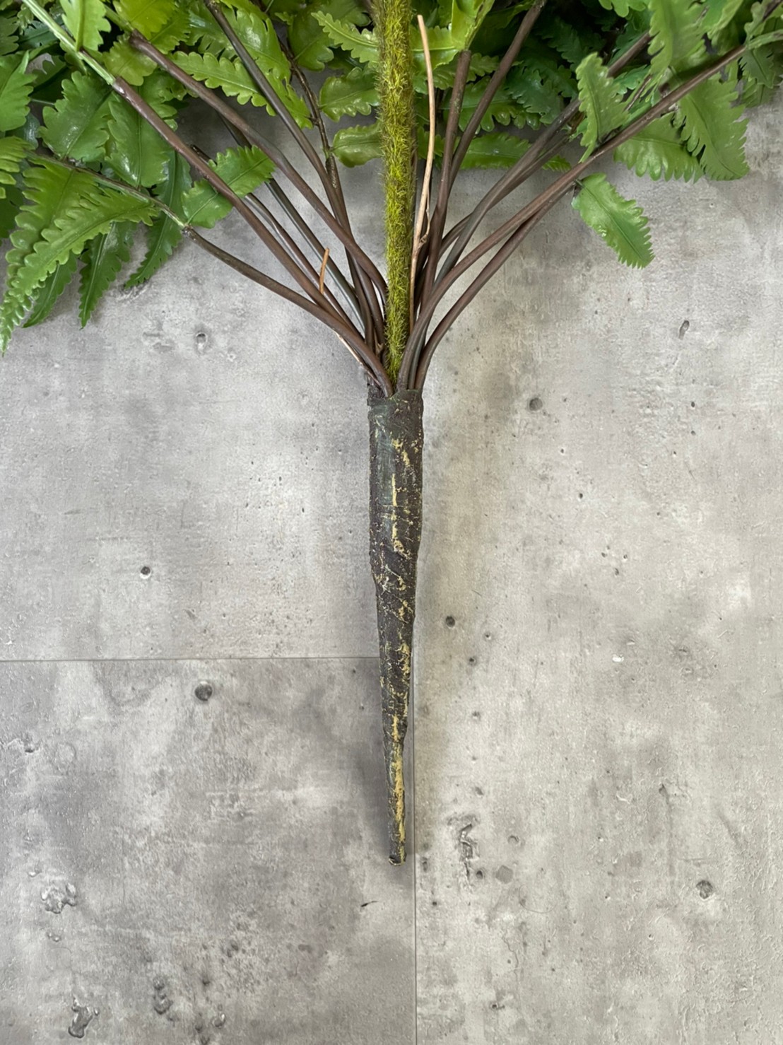 もりもりシダシダ