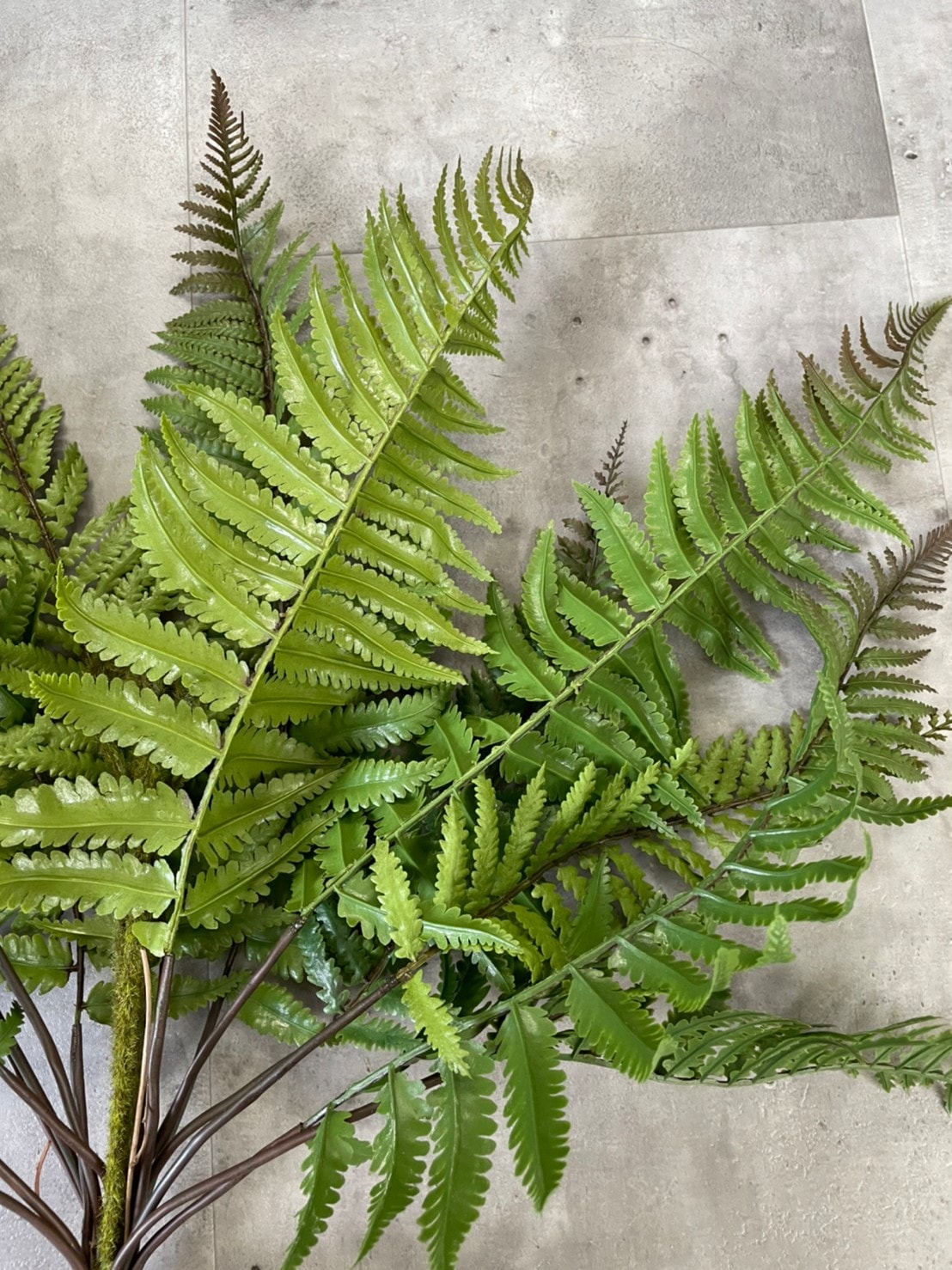 もりもりシダシダ