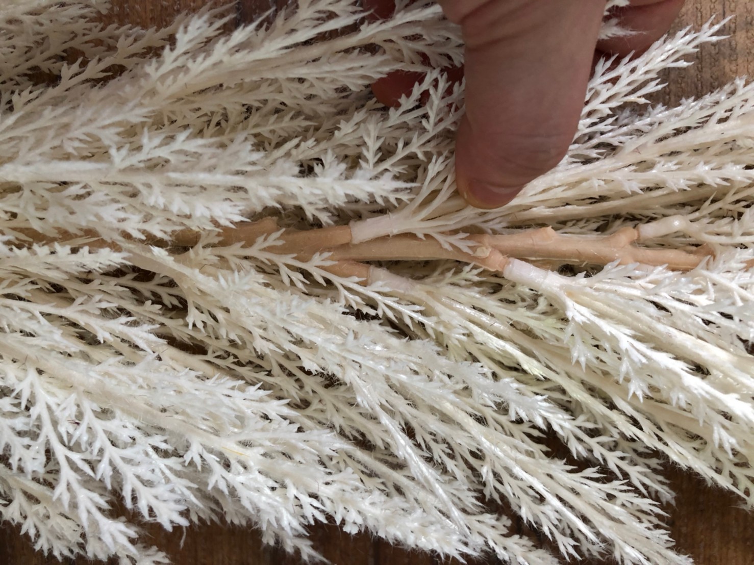 白いパンパスグラスS