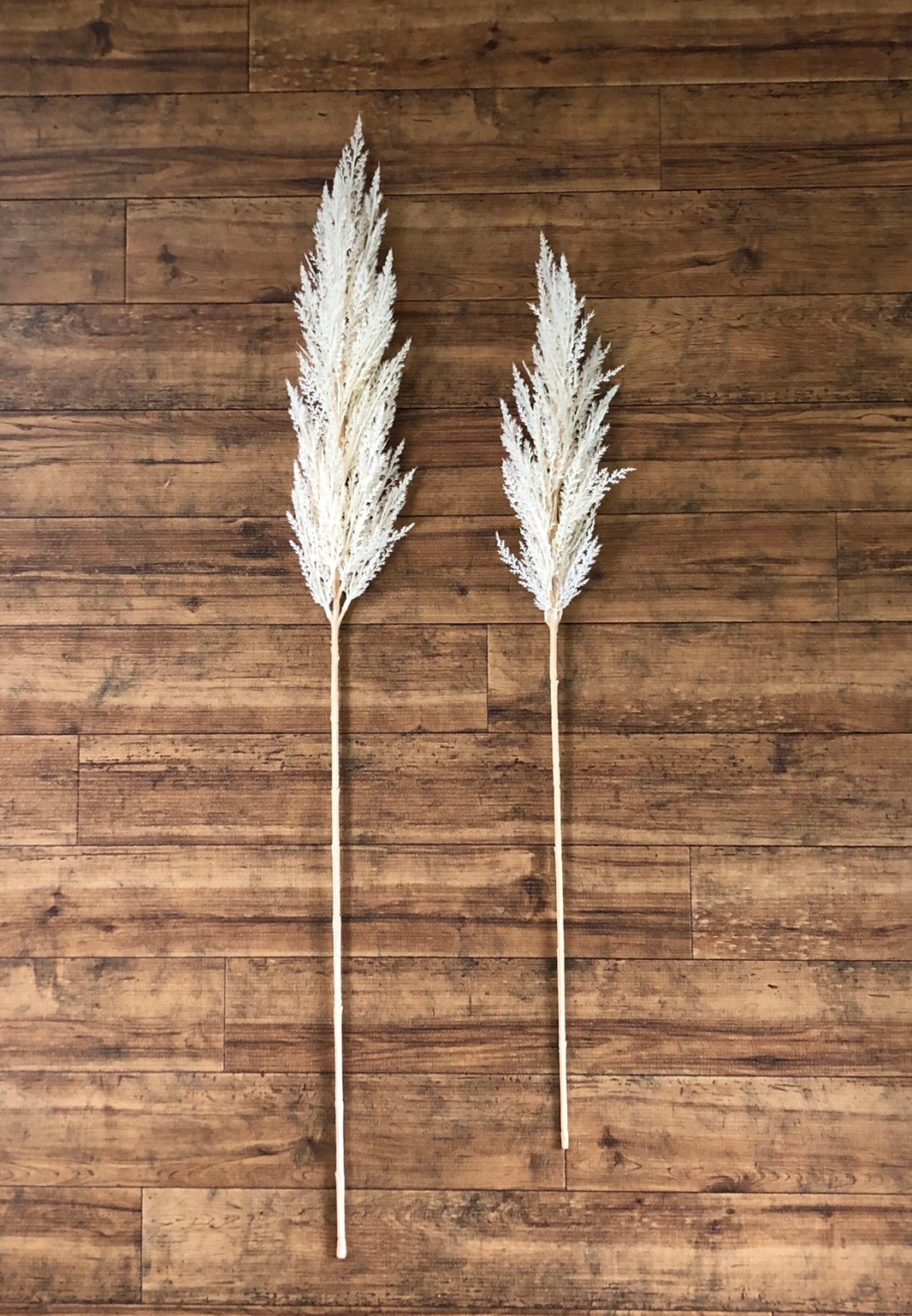 白いパンパスグラスS