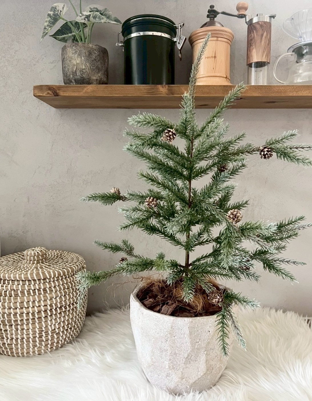 大人可愛いモミの木