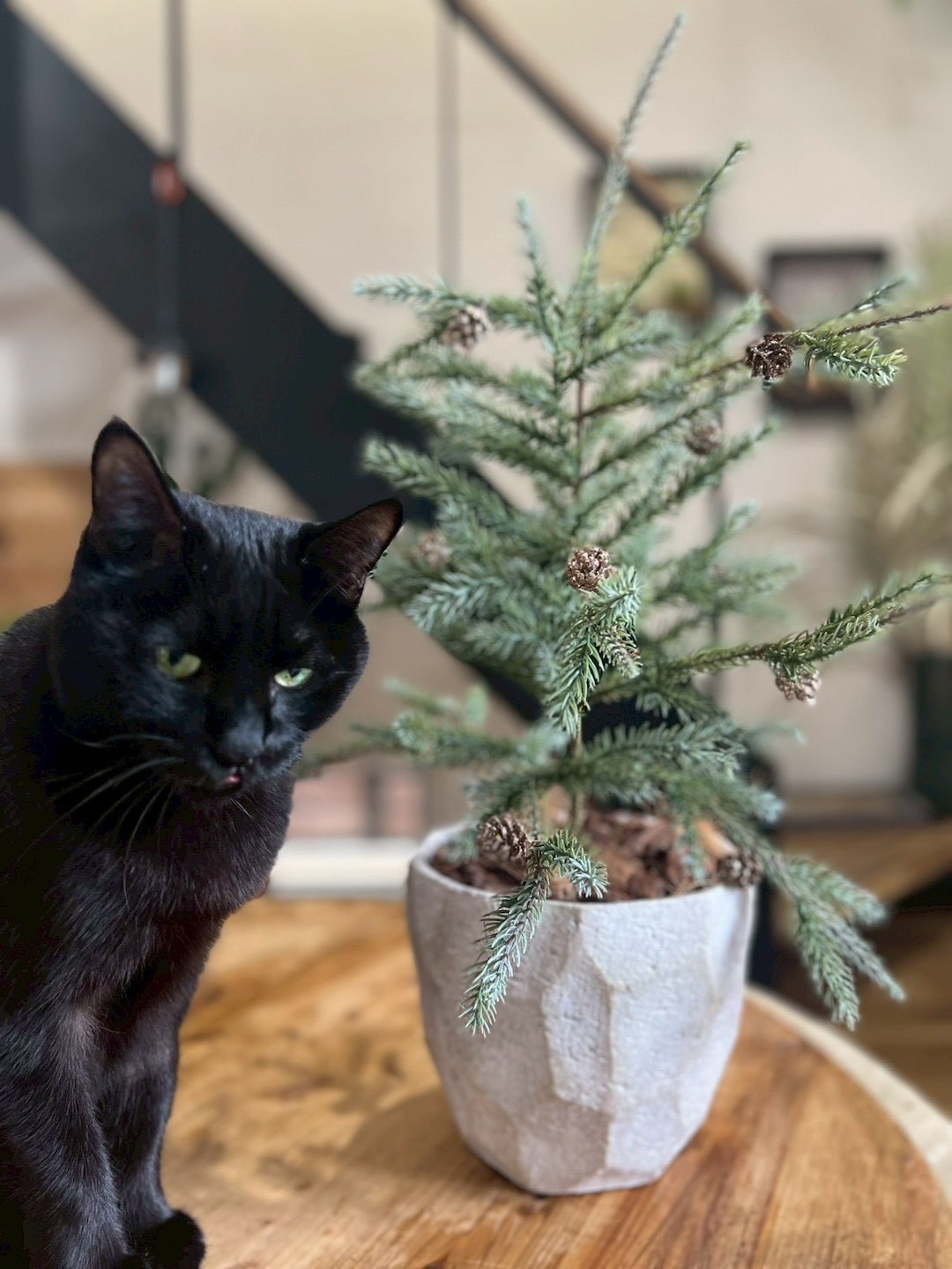 キラキラの小さな松ぼっくり 12個入り(ブロンズ)