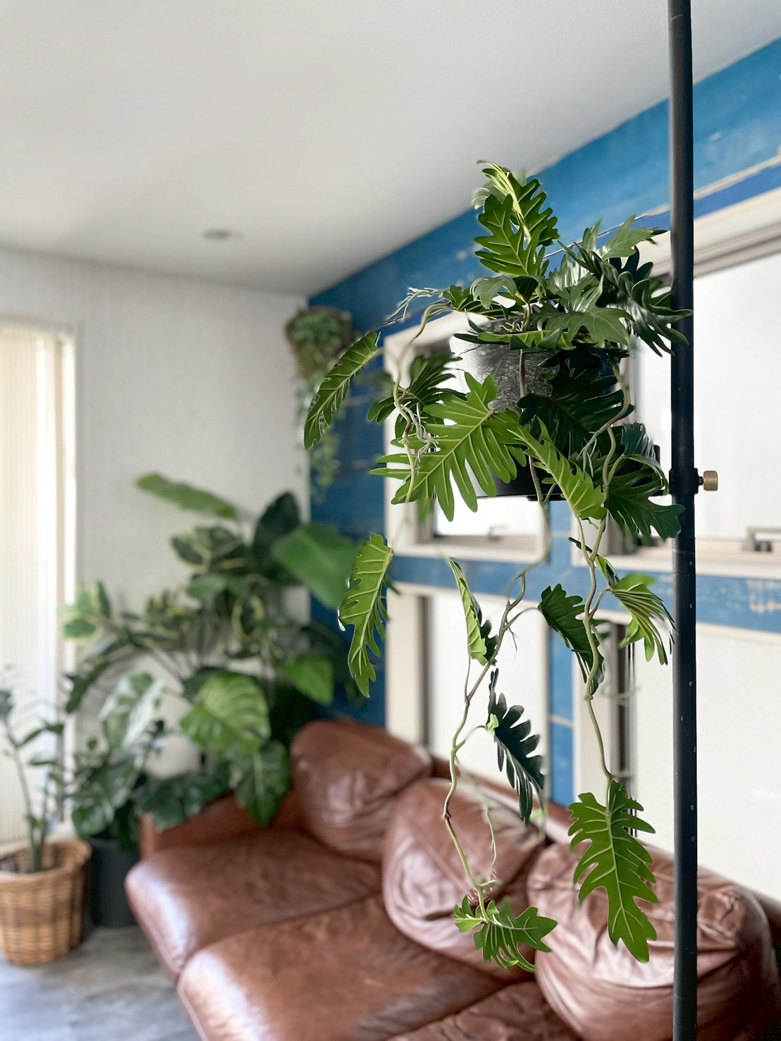 ジグザグ葉っぱのもりもりフィロデンドロン