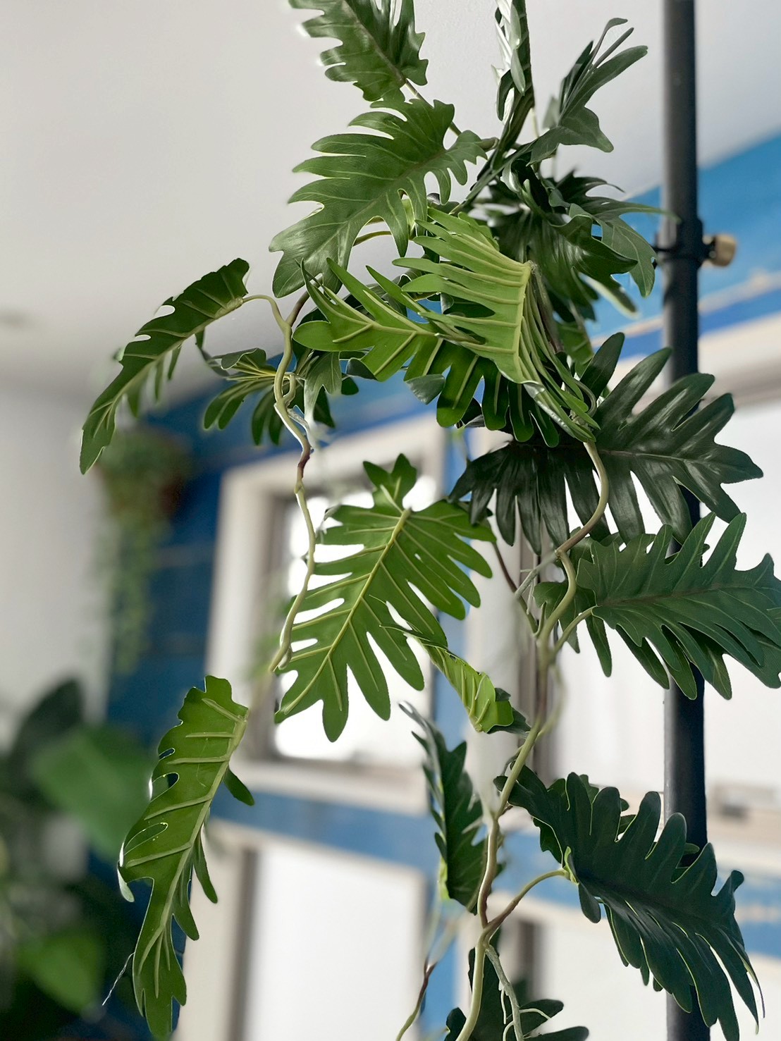 ジグザグ葉っぱのもりもりフィロデンドロン