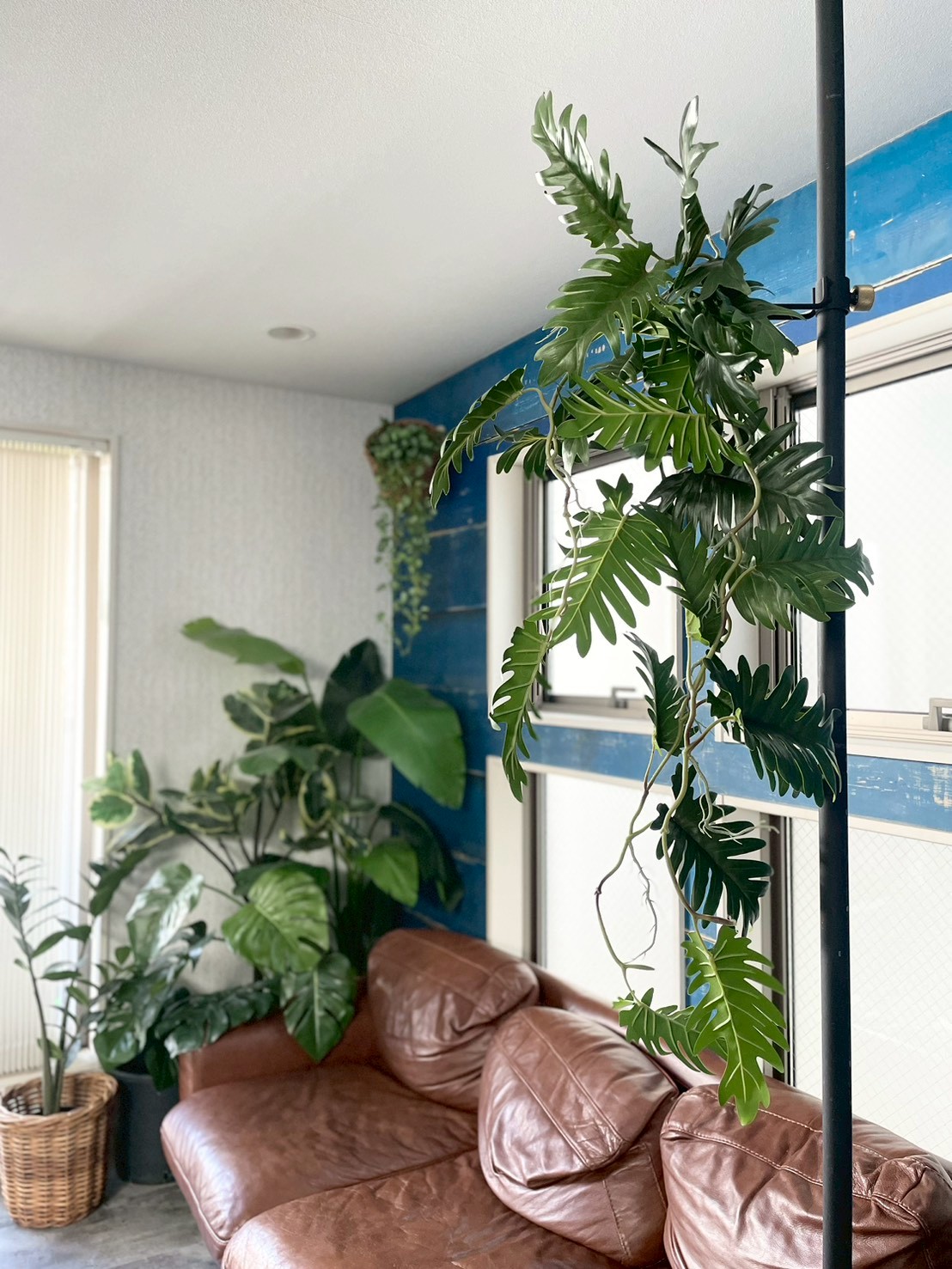 ジグザグ葉っぱのもりもりフィロデンドロン