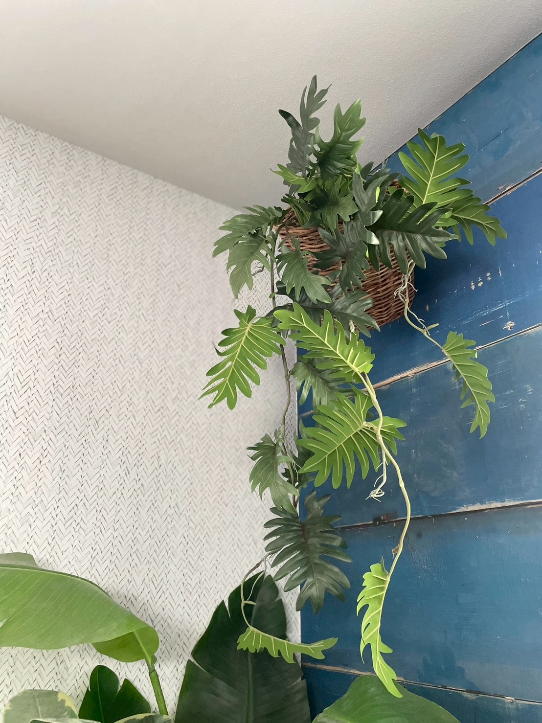 ジグザグ葉っぱのもりもりフィロデンドロン