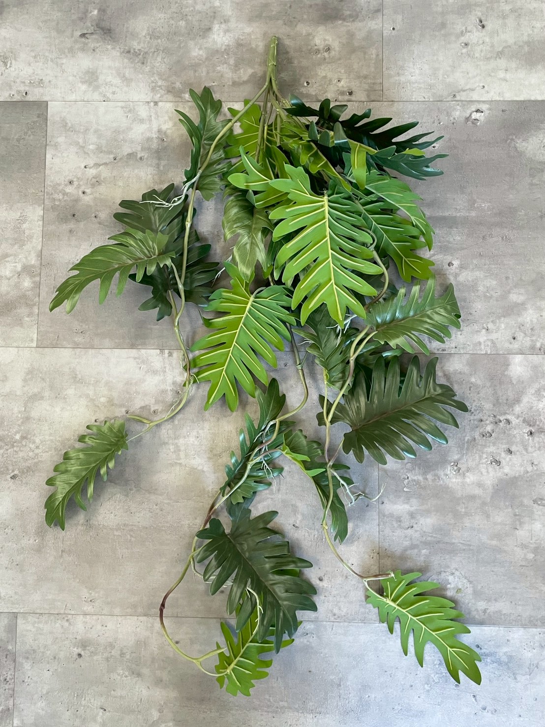 ジグザグ葉っぱのもりもりフィロデンドロン