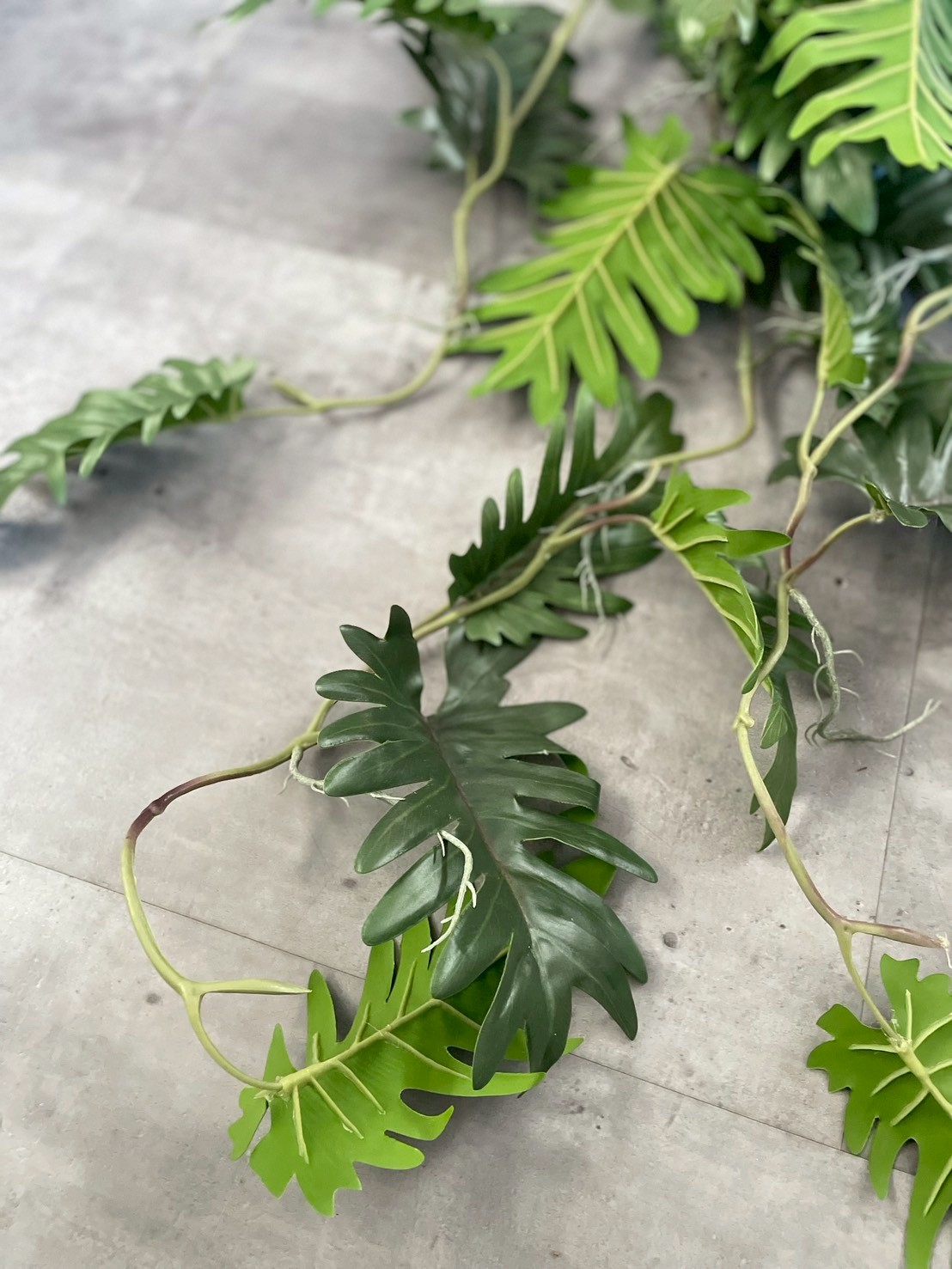 ジグザグ葉っぱのもりもりフィロデンドロン