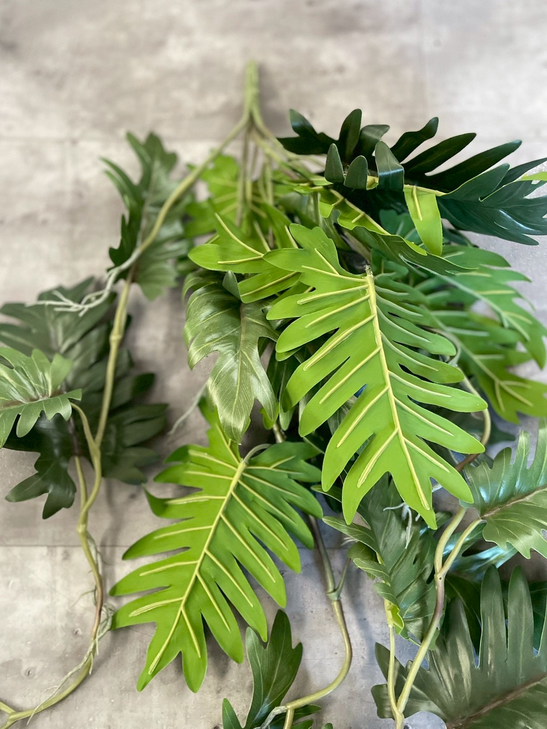 ジグザグ葉っぱのもりもりフィロデンドロン