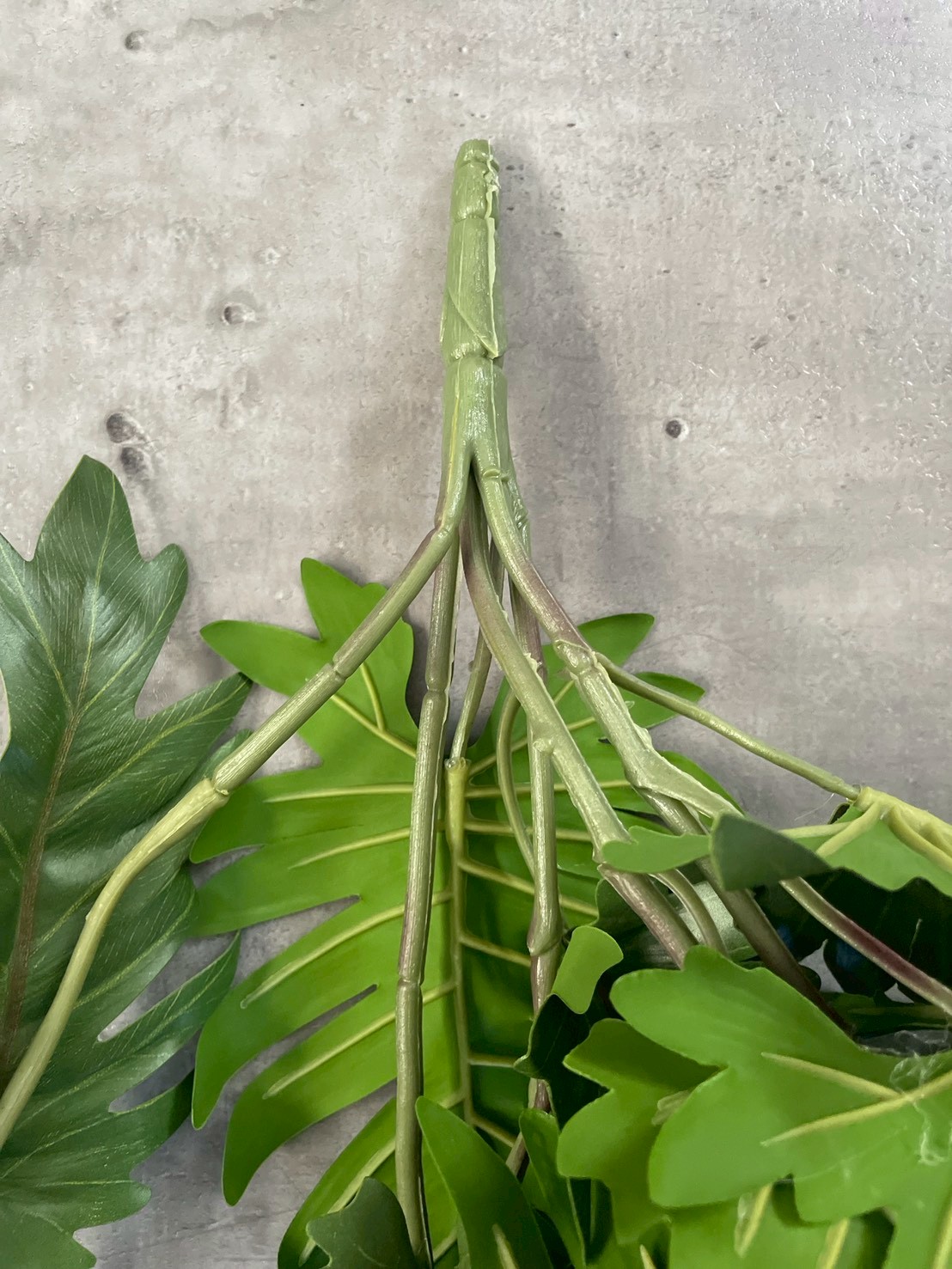 ジグザグ葉っぱのもりもりフィロデンドロン