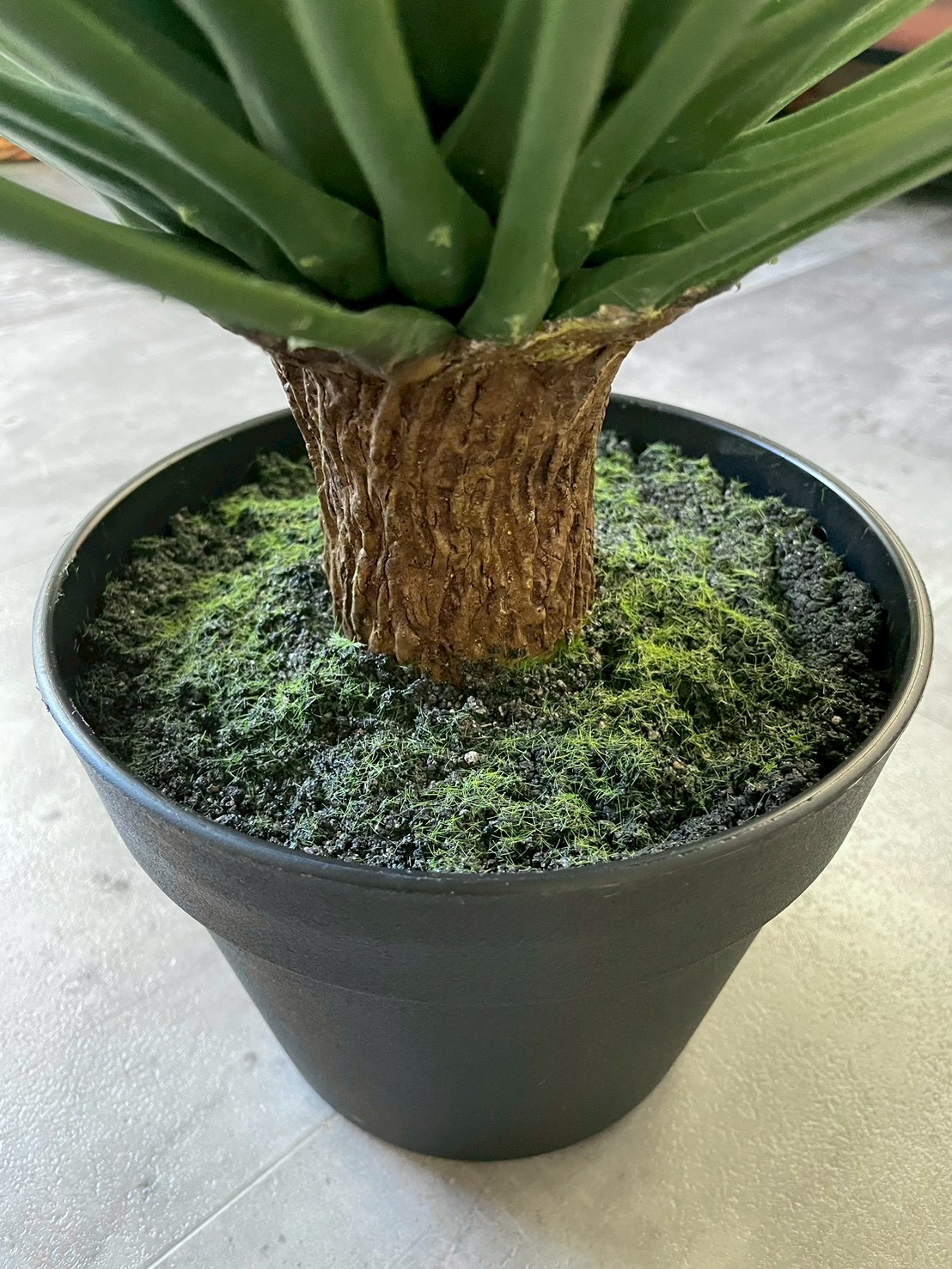 【送料無料♪】ユッカ・ロストラータ