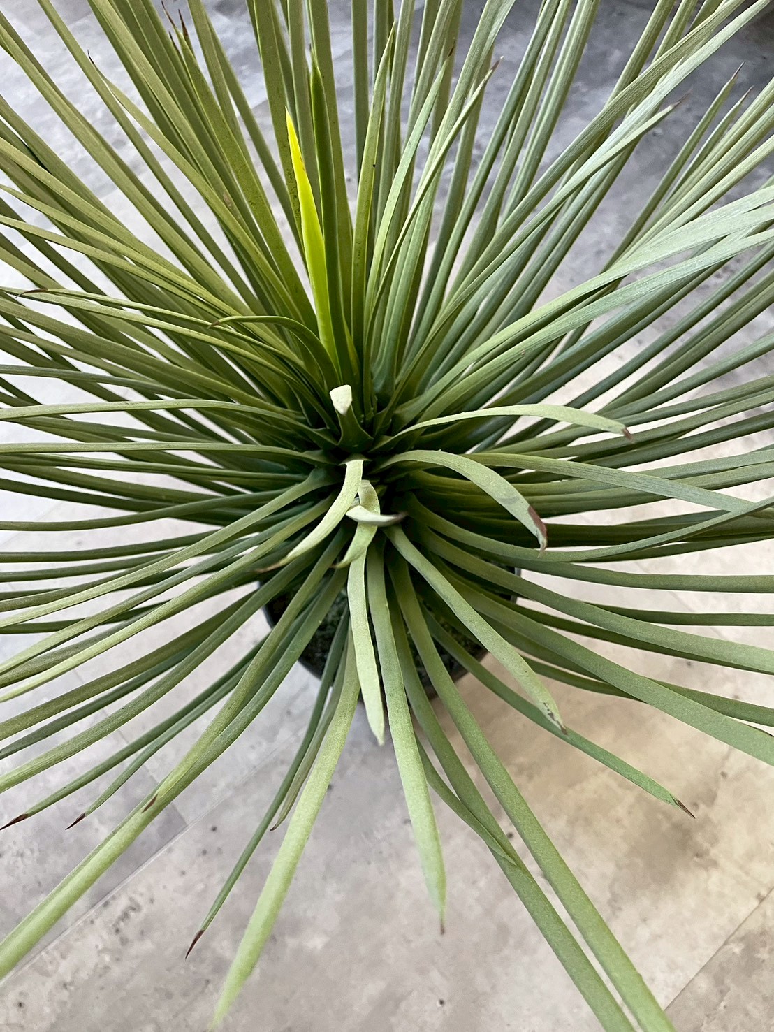 送料無料♪】ユッカ・ロストラータ|おしゃれなフェイクグリーン・人工