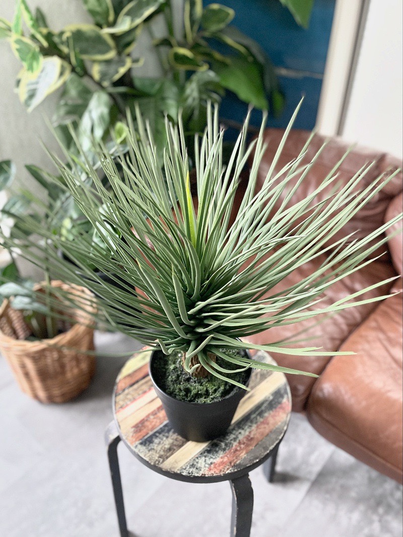 【送料無料♪】ユッカ・ロストラータ