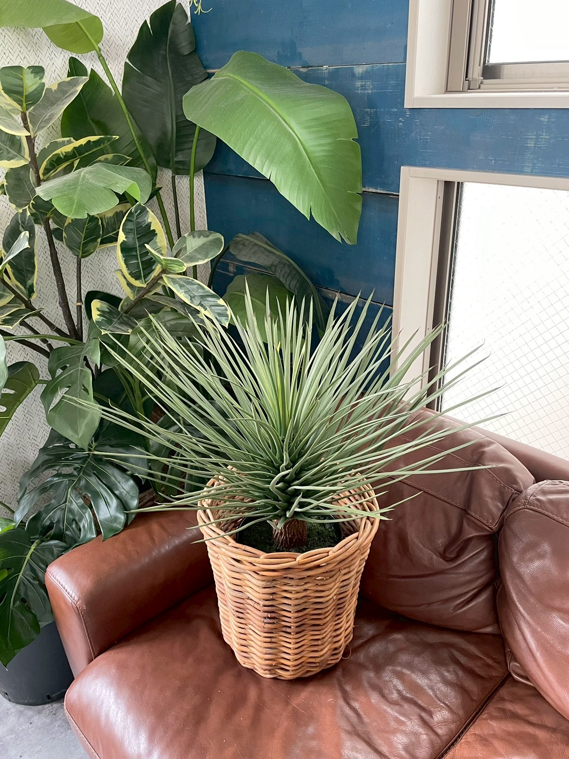 【送料無料♪】ユッカ・ロストラータ