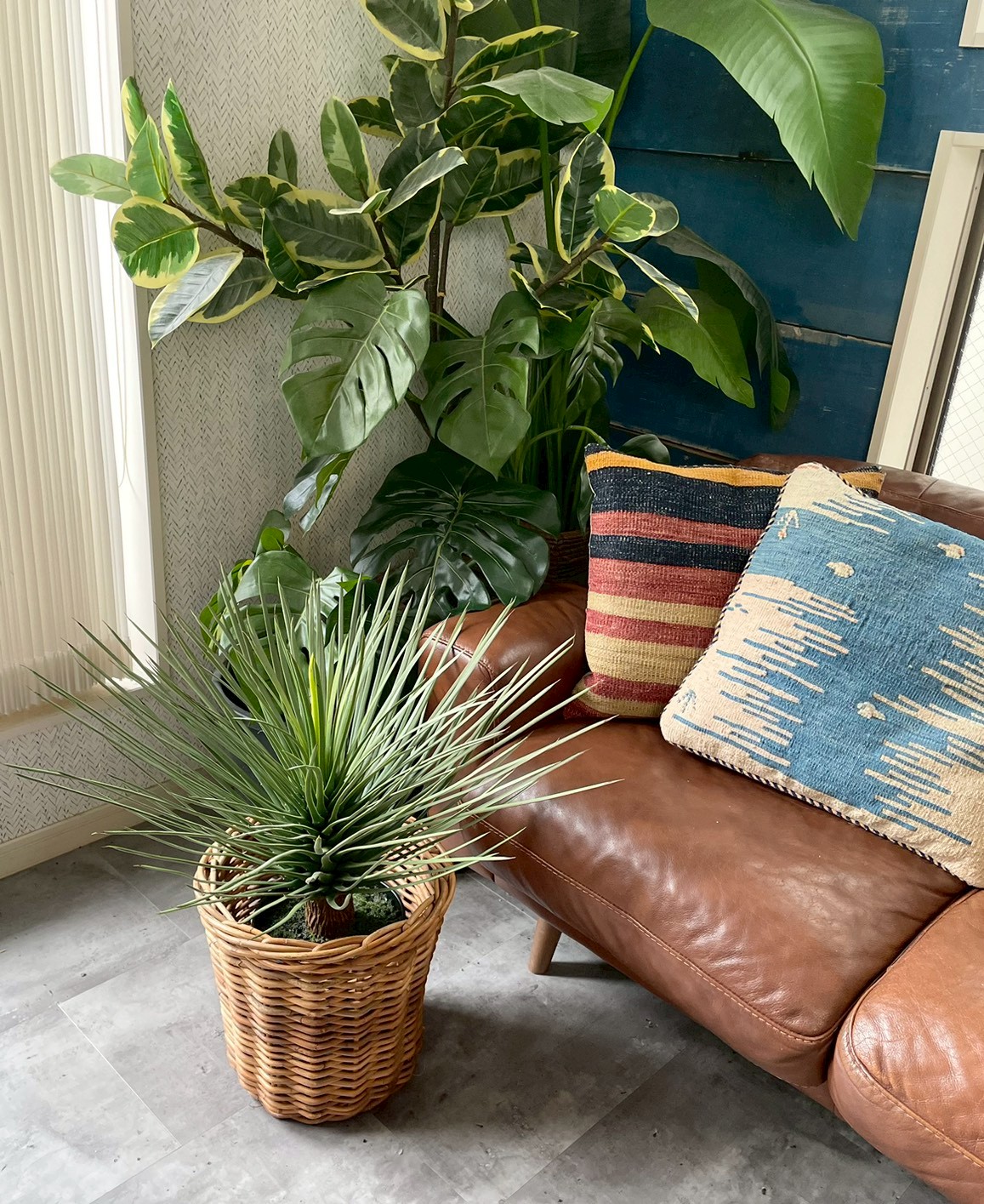 【送料無料♪】ユッカ・ロストラータ