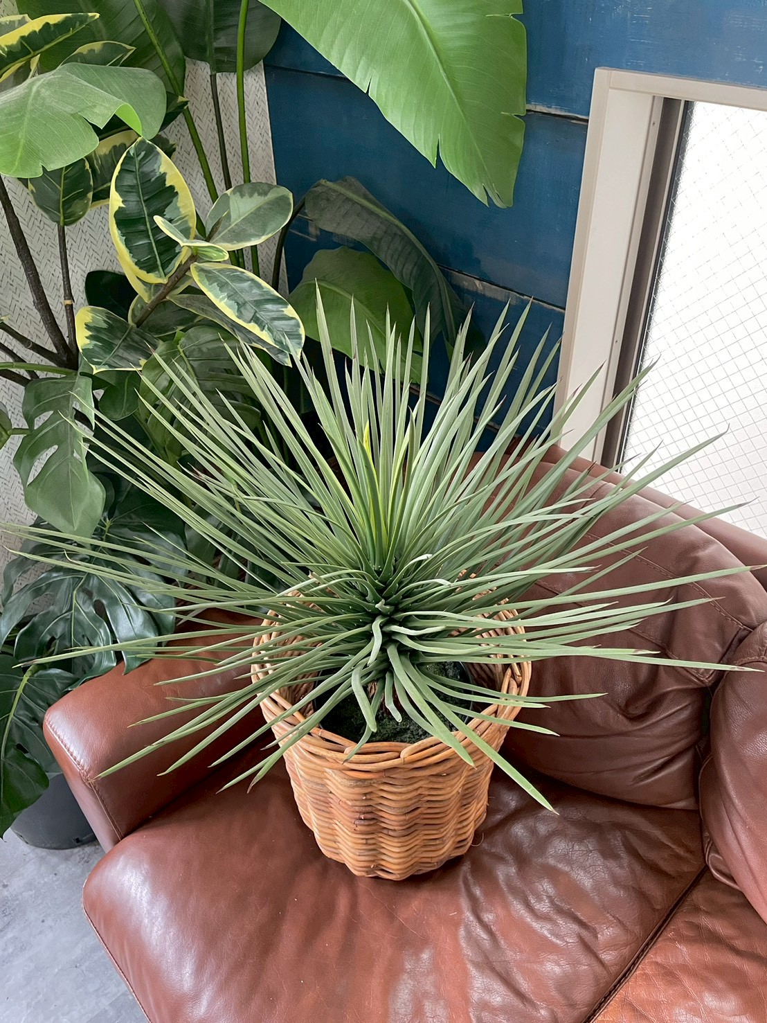 【送料無料♪】ユッカ・ロストラータ