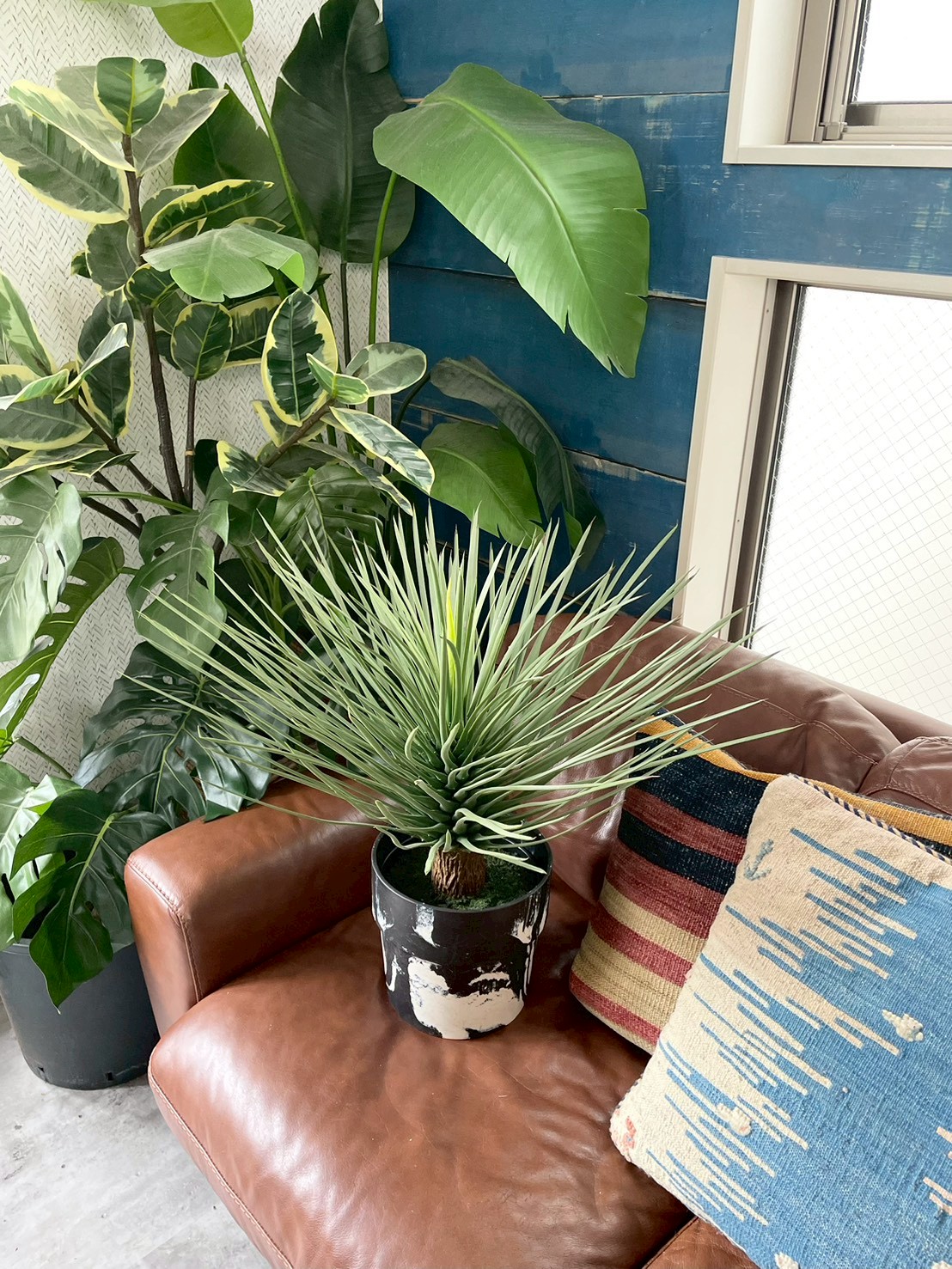 【送料無料♪】ユッカ・ロストラータ