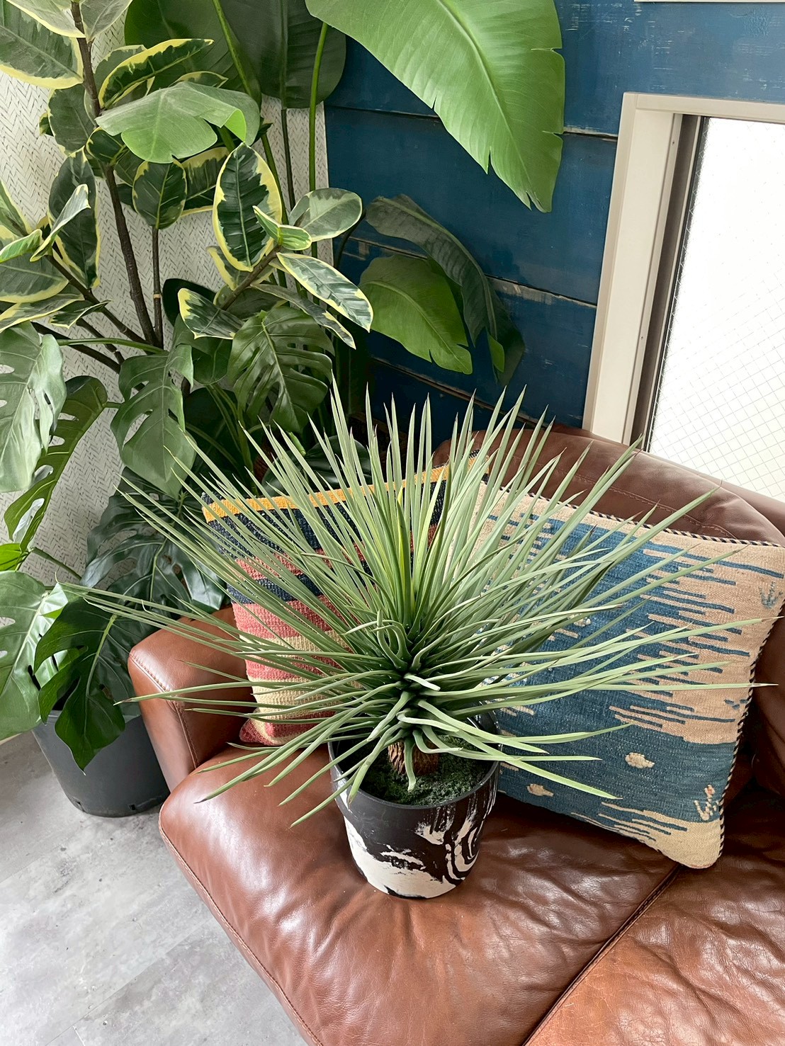 【送料無料♪】ユッカ・ロストラータ