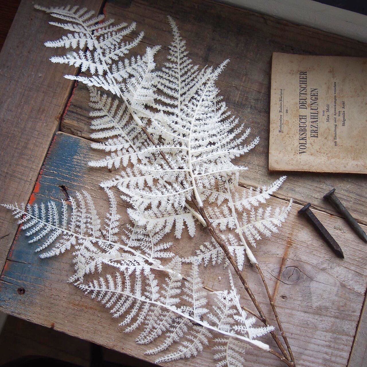 アスパラガスの白い葉っぱ