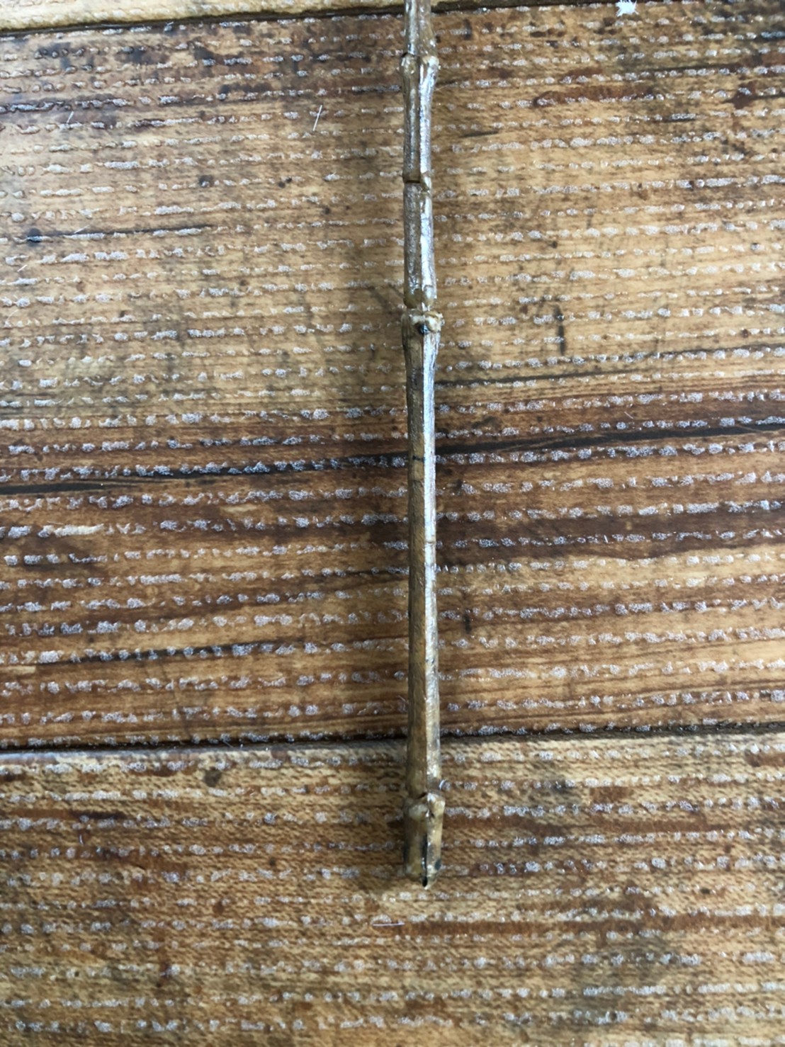 アスパラガスの白い葉っぱ