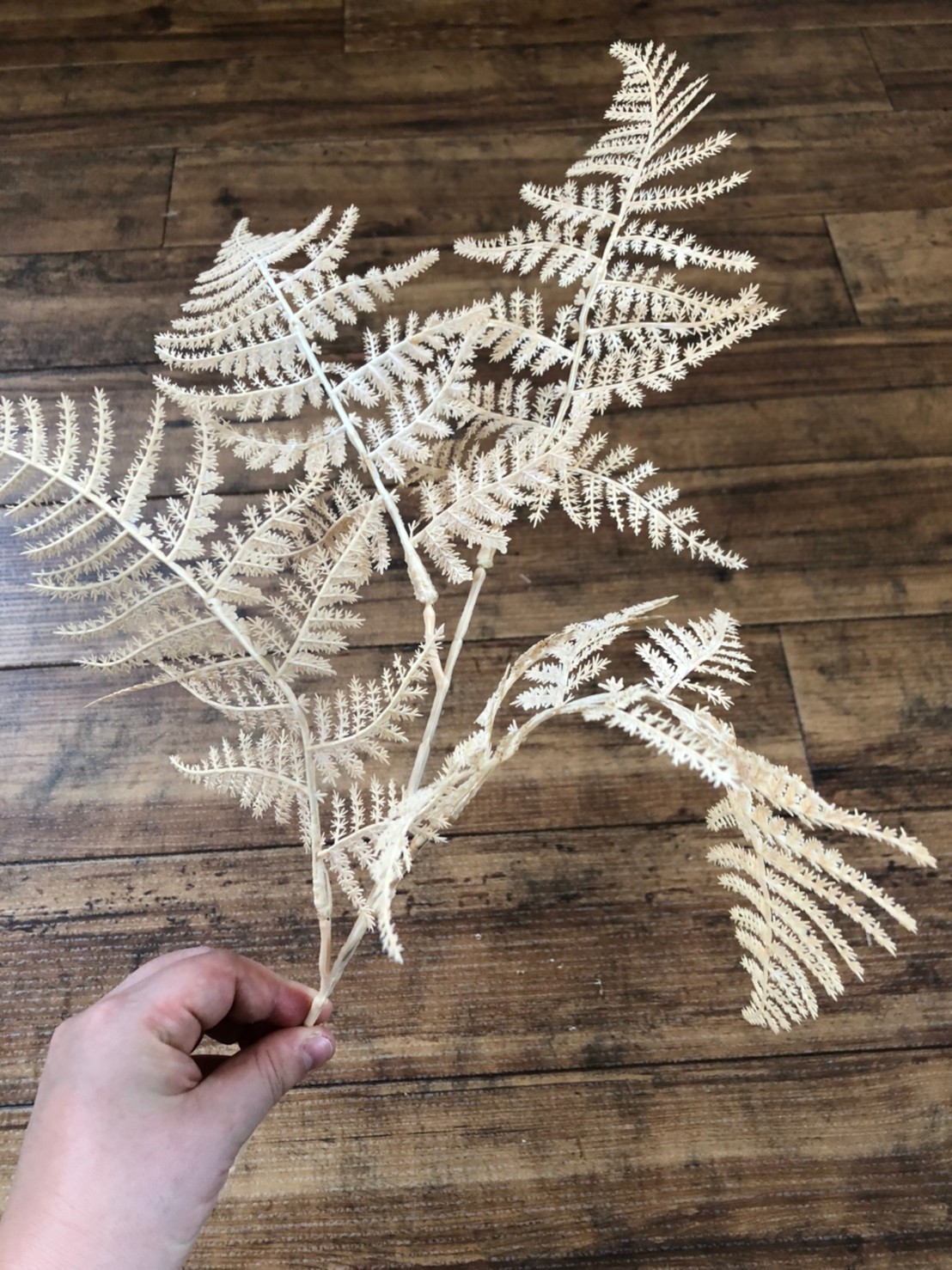 アスパラガスの白い葉っぱ