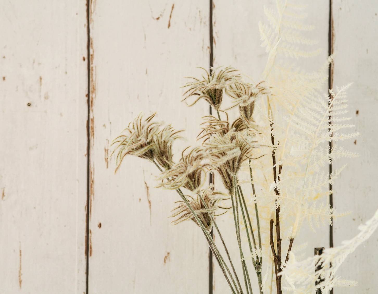 アスパラガスの白い葉っぱ