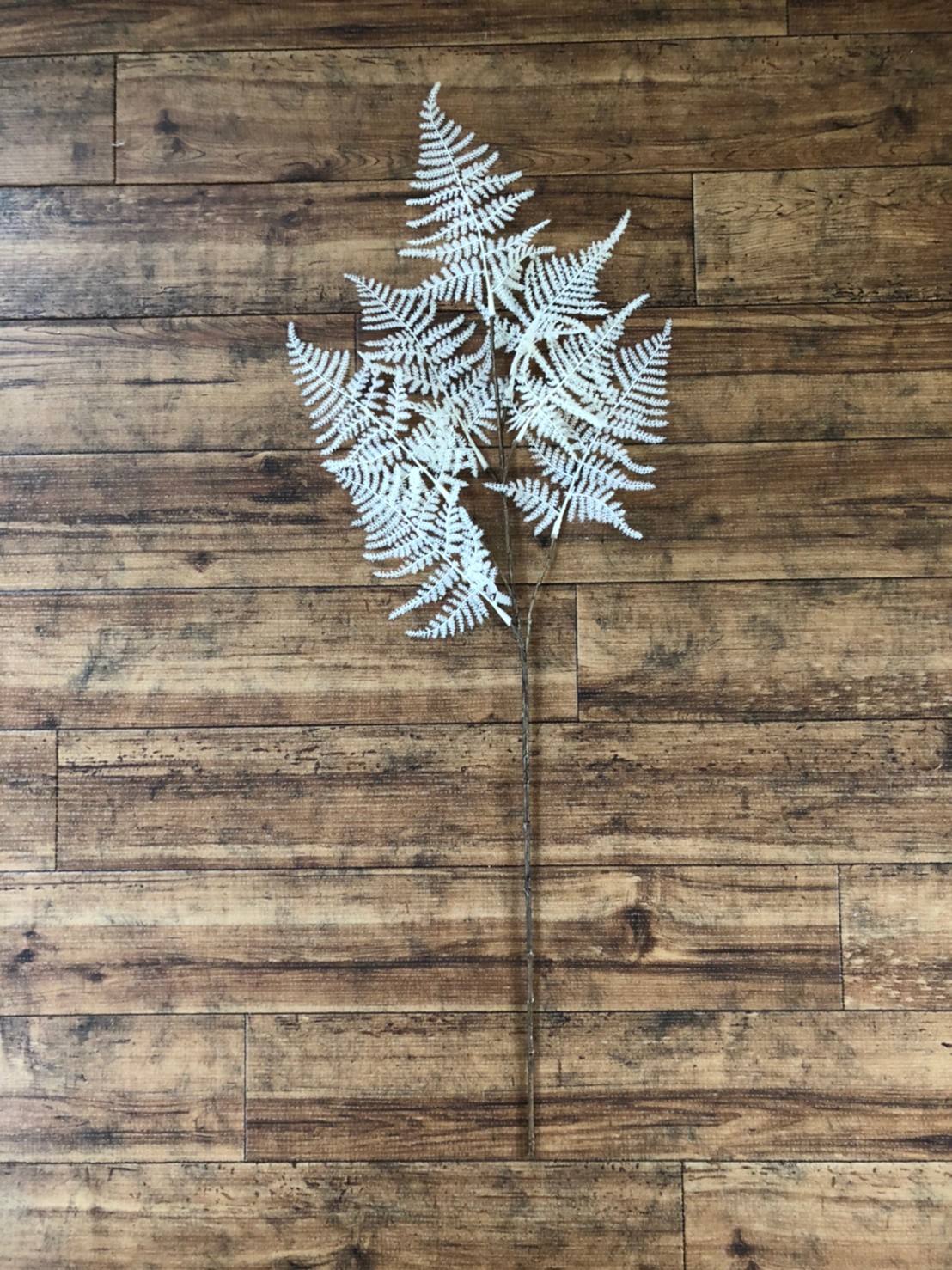 アスパラガスの白い葉っぱ